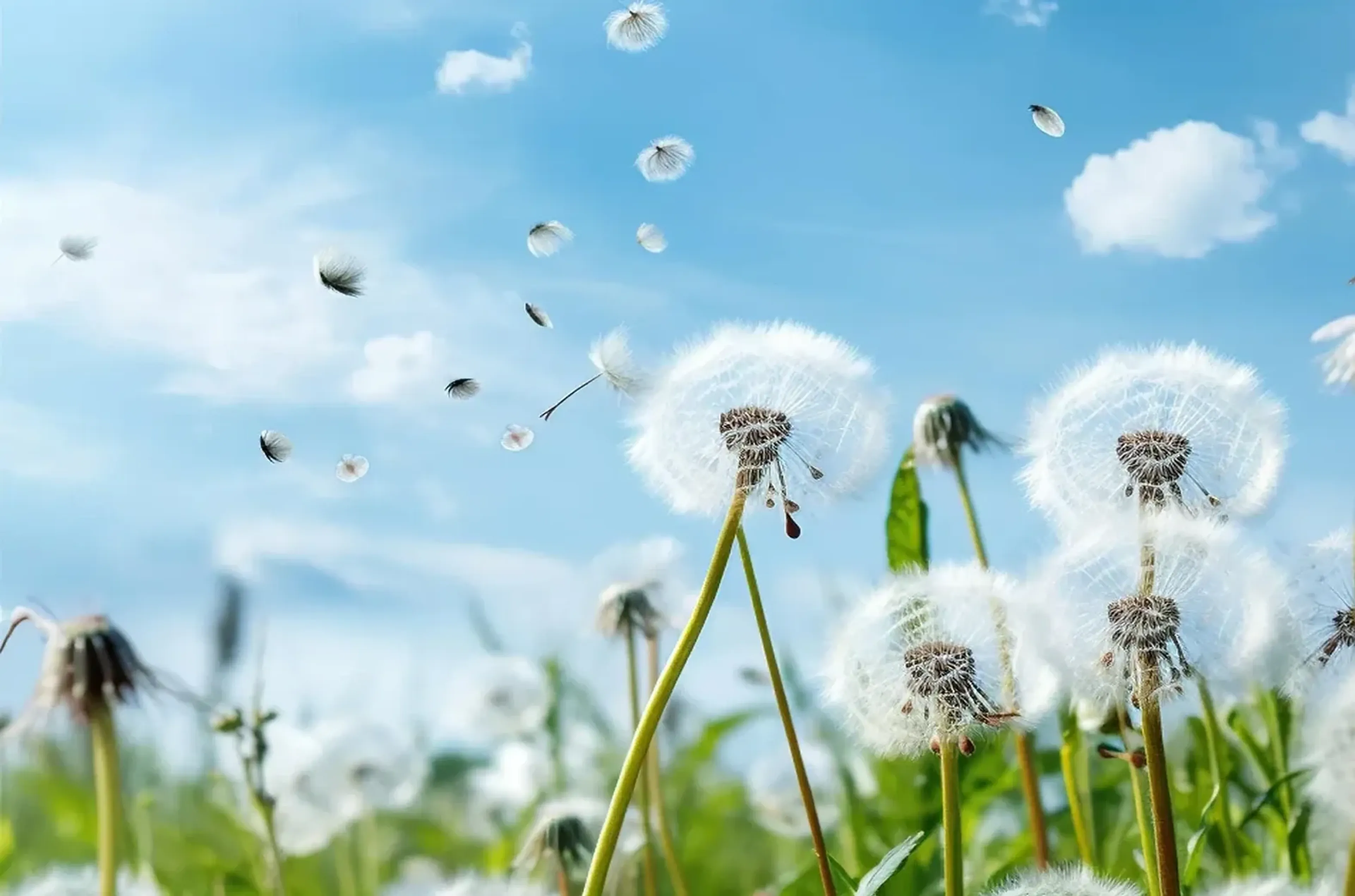 Weiße Pusteblumen und grüne Halme unter blauem Himmel, durch den einzelne Samen schweben.