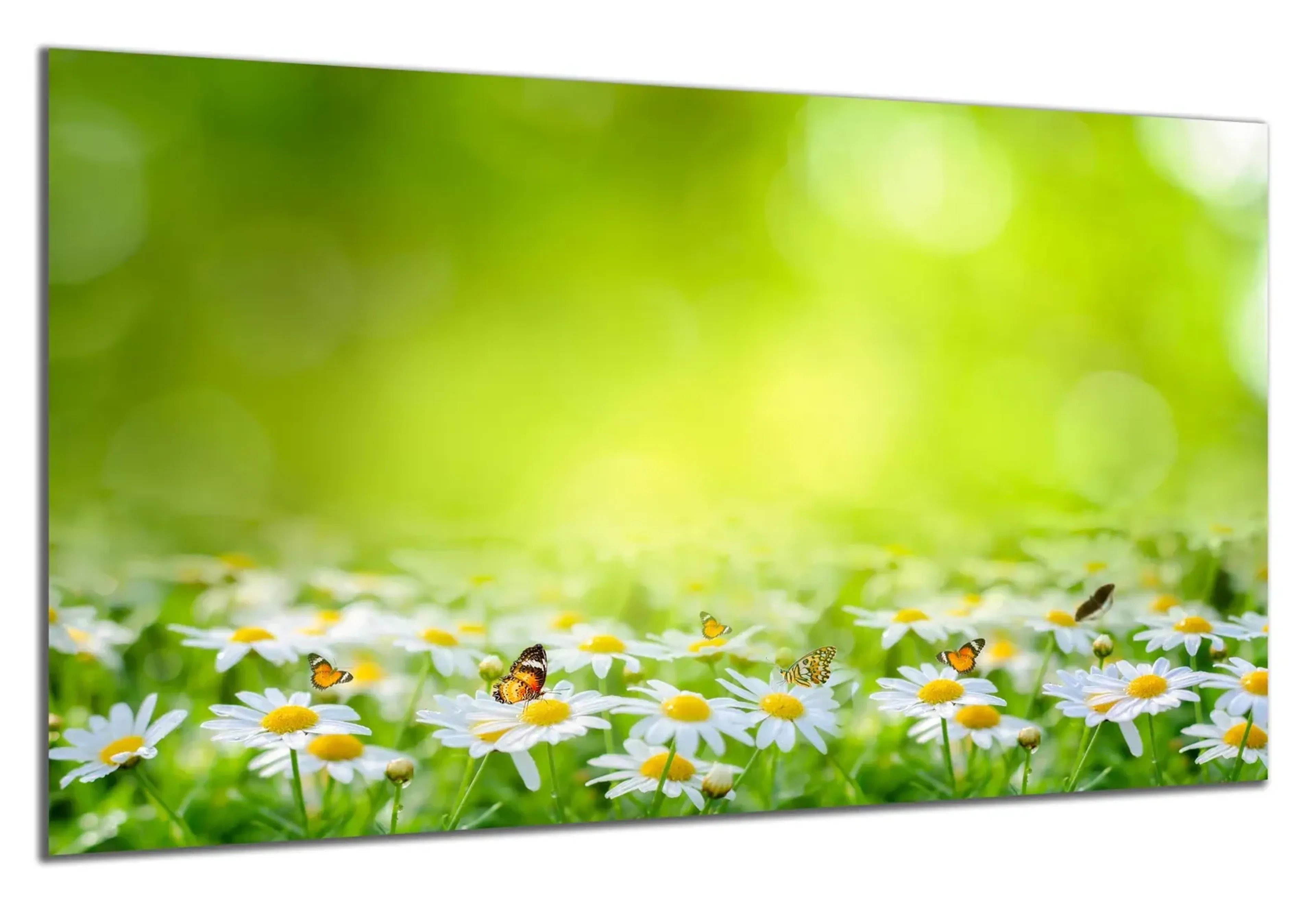 Gänseblümchen im Grünen – Ansicht 5