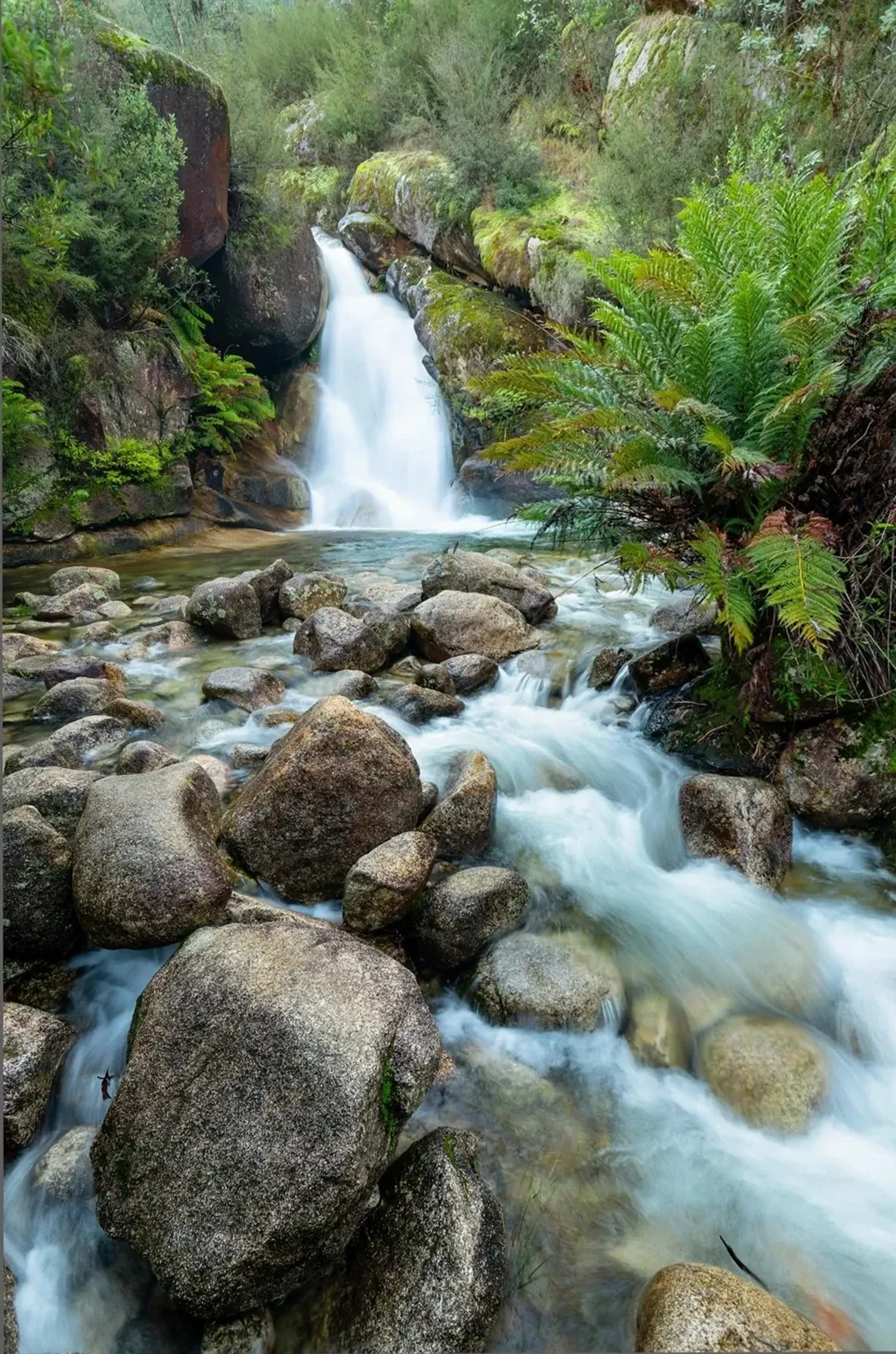 Ein Wasserfall fließt zwischen moosigen Felsen in einen steinigen Bach, umgeben von Farnen und Waldgrün.