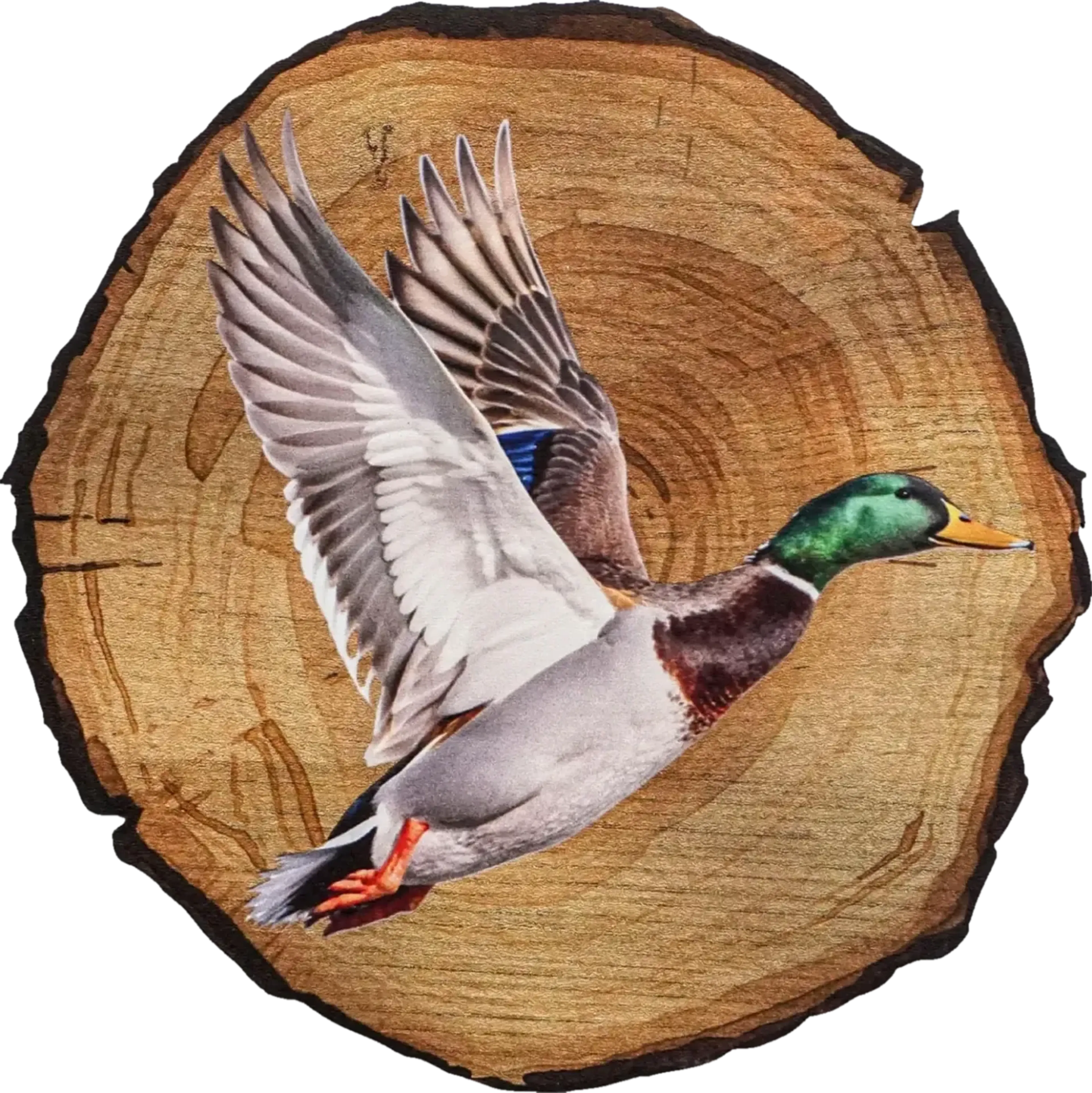 Fliegende Ente mit erhobenen Flügeln, grünem Kopf und gelbem Schnabel vor einer runden Holzoptik.