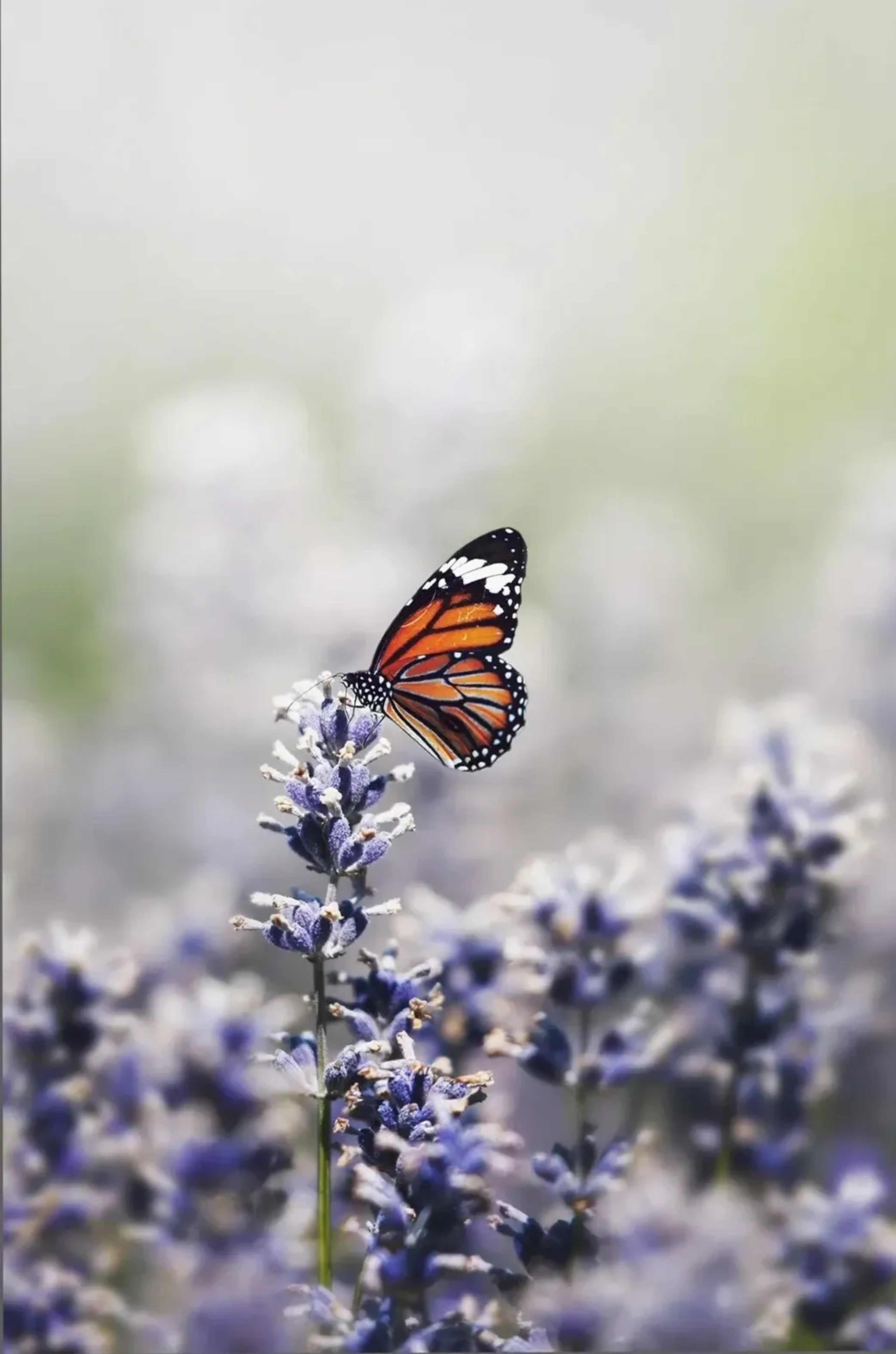Orange-schwarzer Schmetterling mit weißen Flecken auf einer Lavendelblüte vor hellem, unscharfem Hintergrund.
