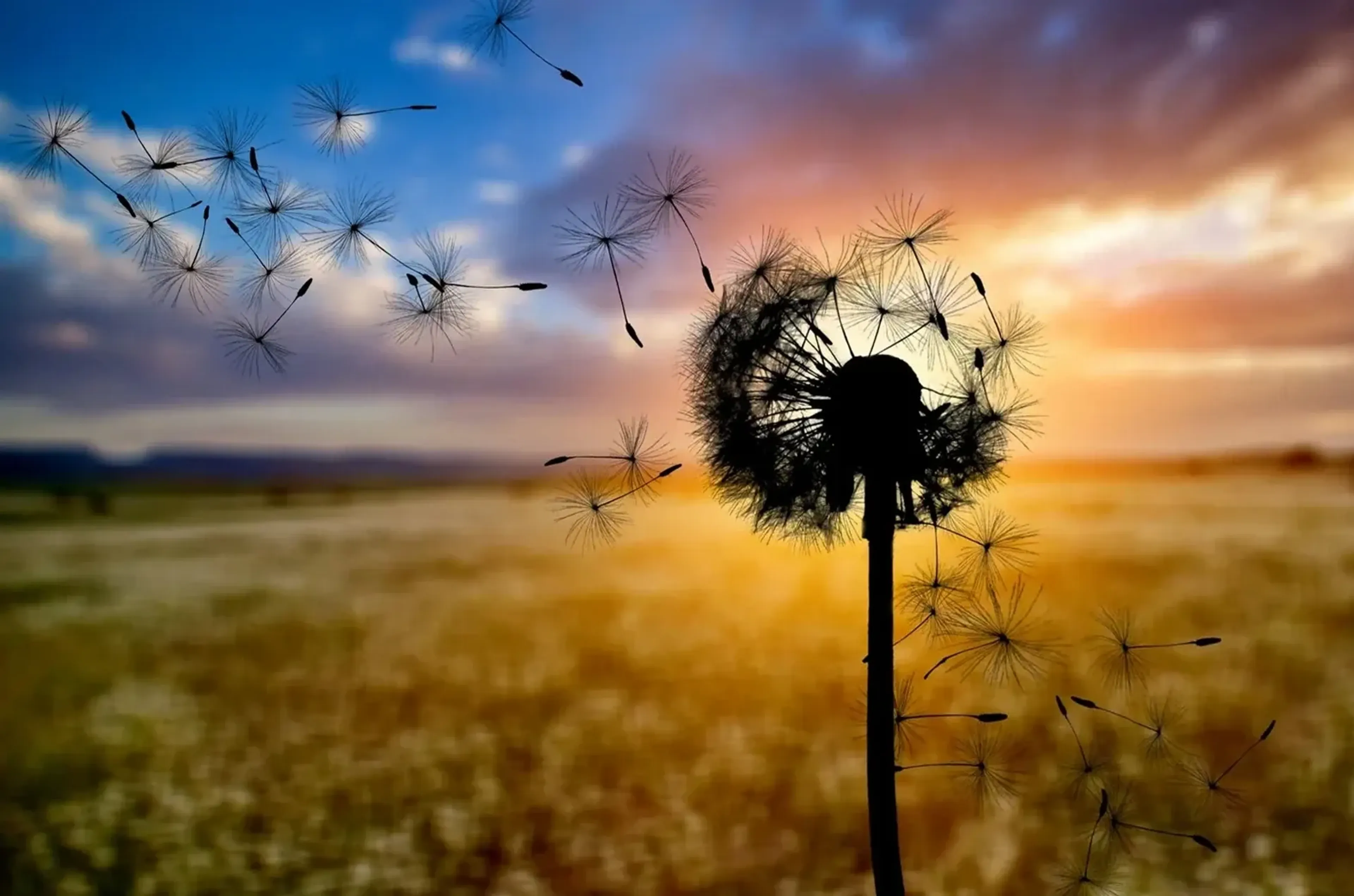 Dunkle Pusteblume mit schwebenden Samen vor einer Wiese und einem blau-goldenen Abendhimmel.
