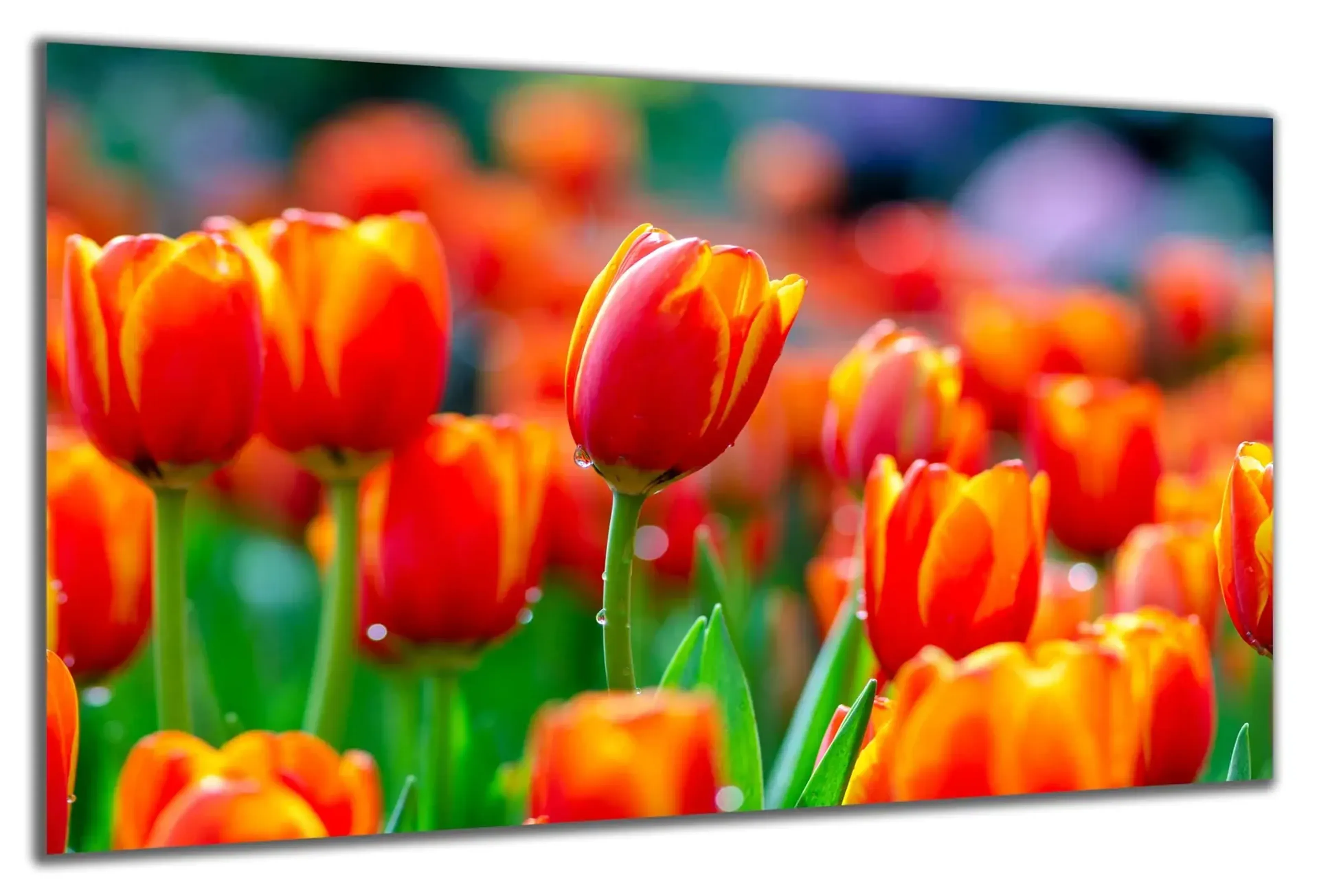 Rotgelbe Tulpen – Ansicht 5
