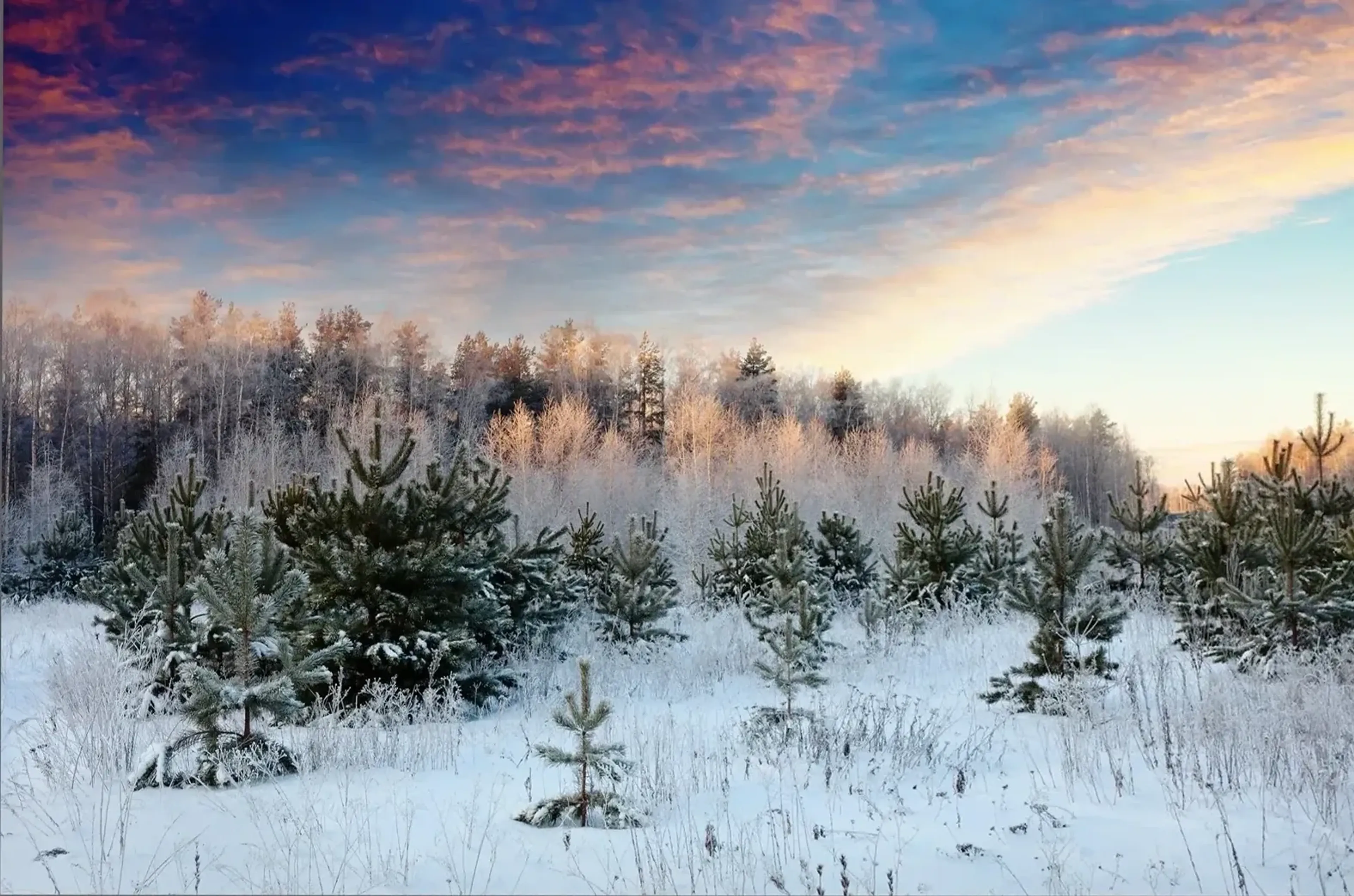 Kleine Nadelbäume stehen im Schnee vor einem frostweißen Wald unter blauem Himmel mit rosa und orangefarbenen Wolken.