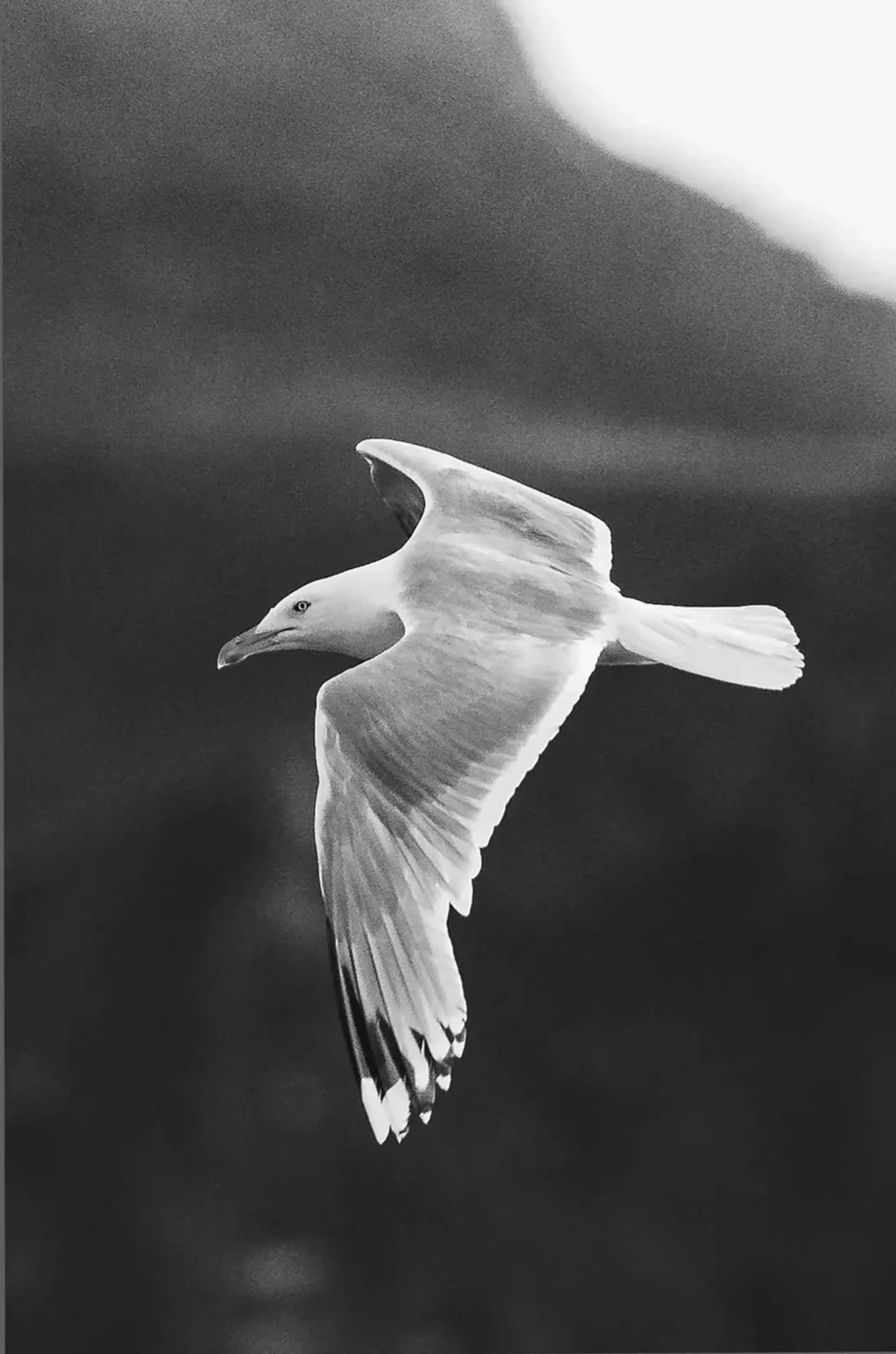 Eine fliegende Möwe mit ausgebreiteten Flügeln und dunklen Flügelspitzen vor unscharfem Hintergrund in Schwarz-Weiß.