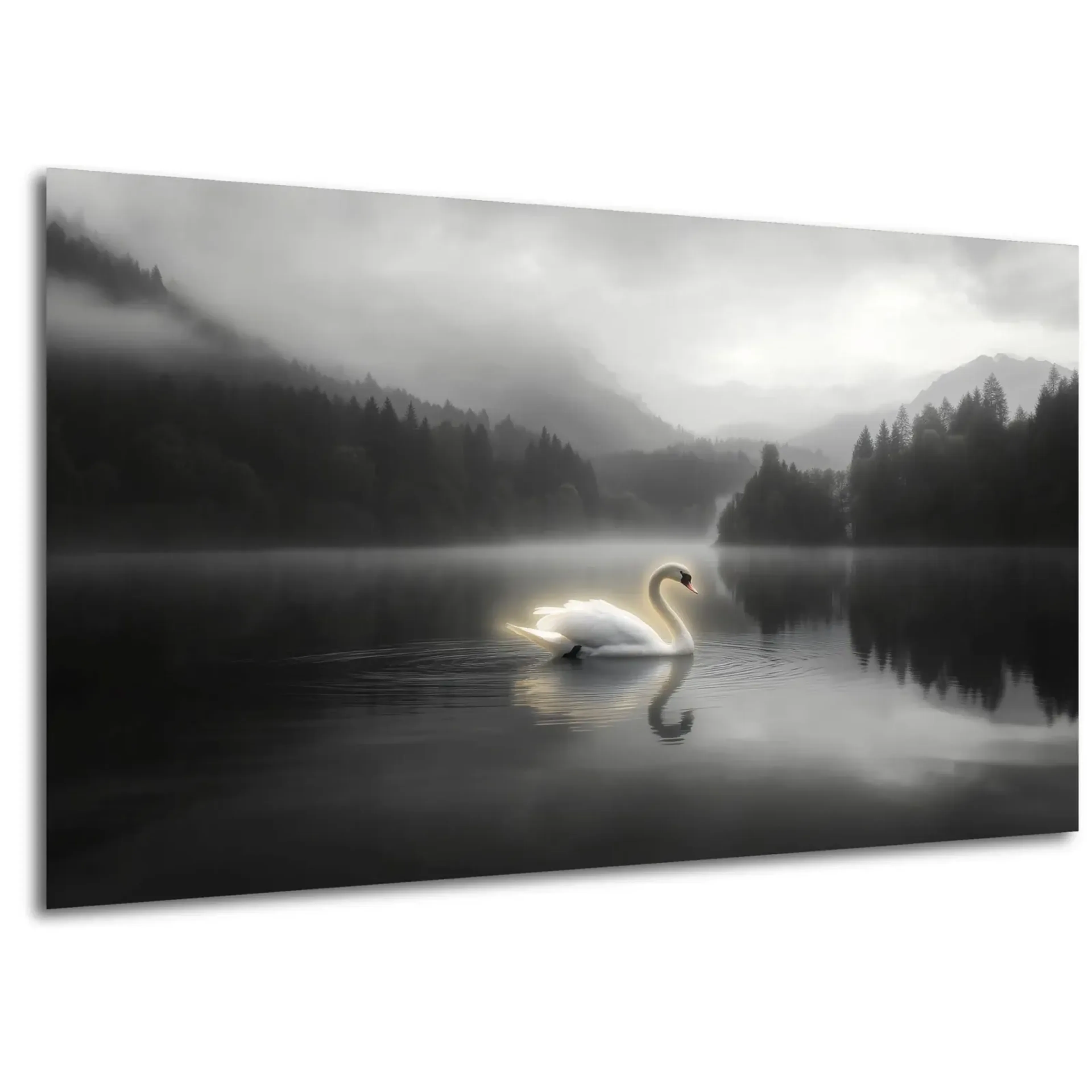 Schwan im Morgennebel – Ansicht 5