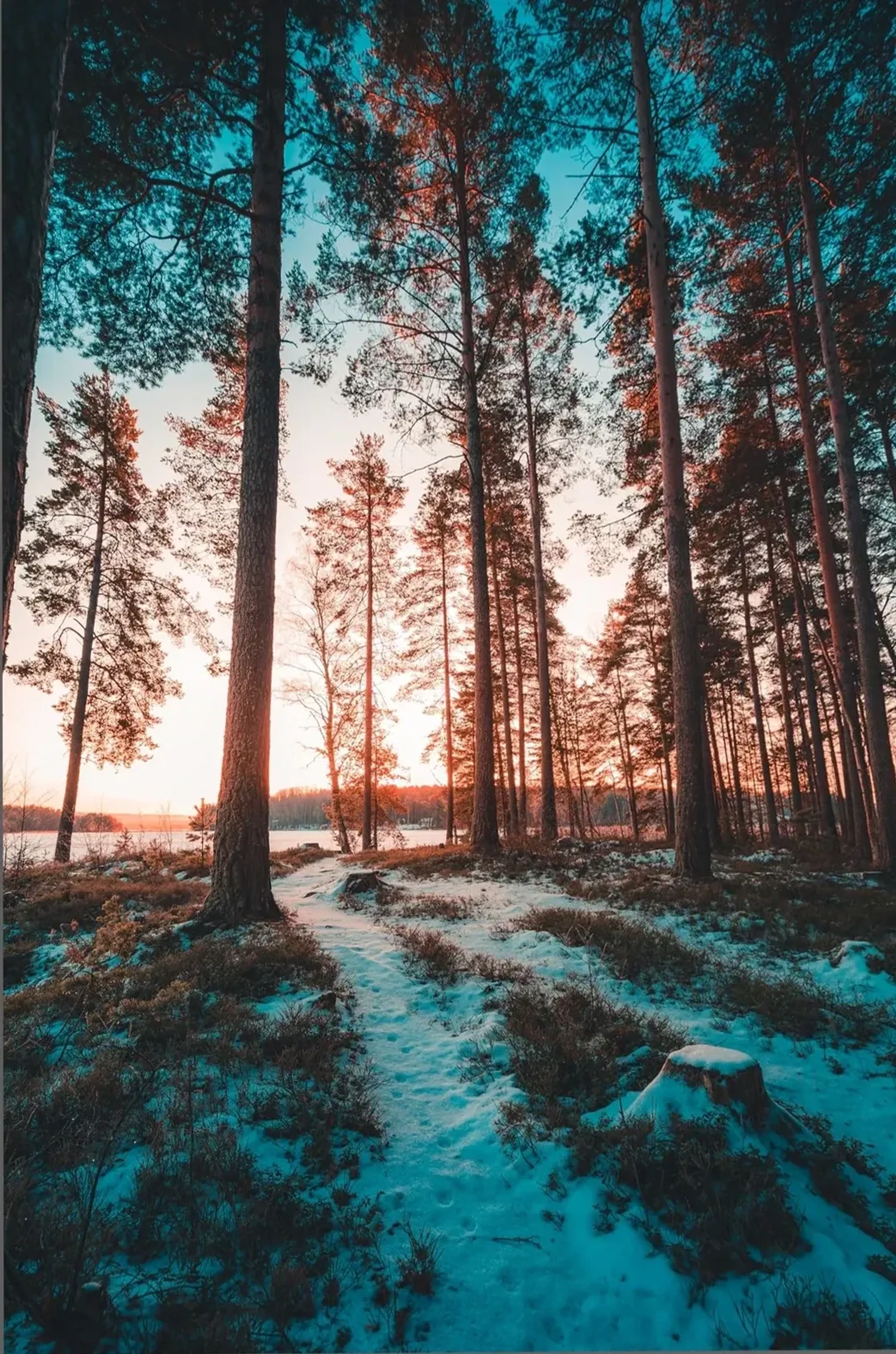 Ein verschneiter Pfad führt zwischen hohen Kiefern zum orange leuchtenden Horizont unter einem türkisblauen Himmel.