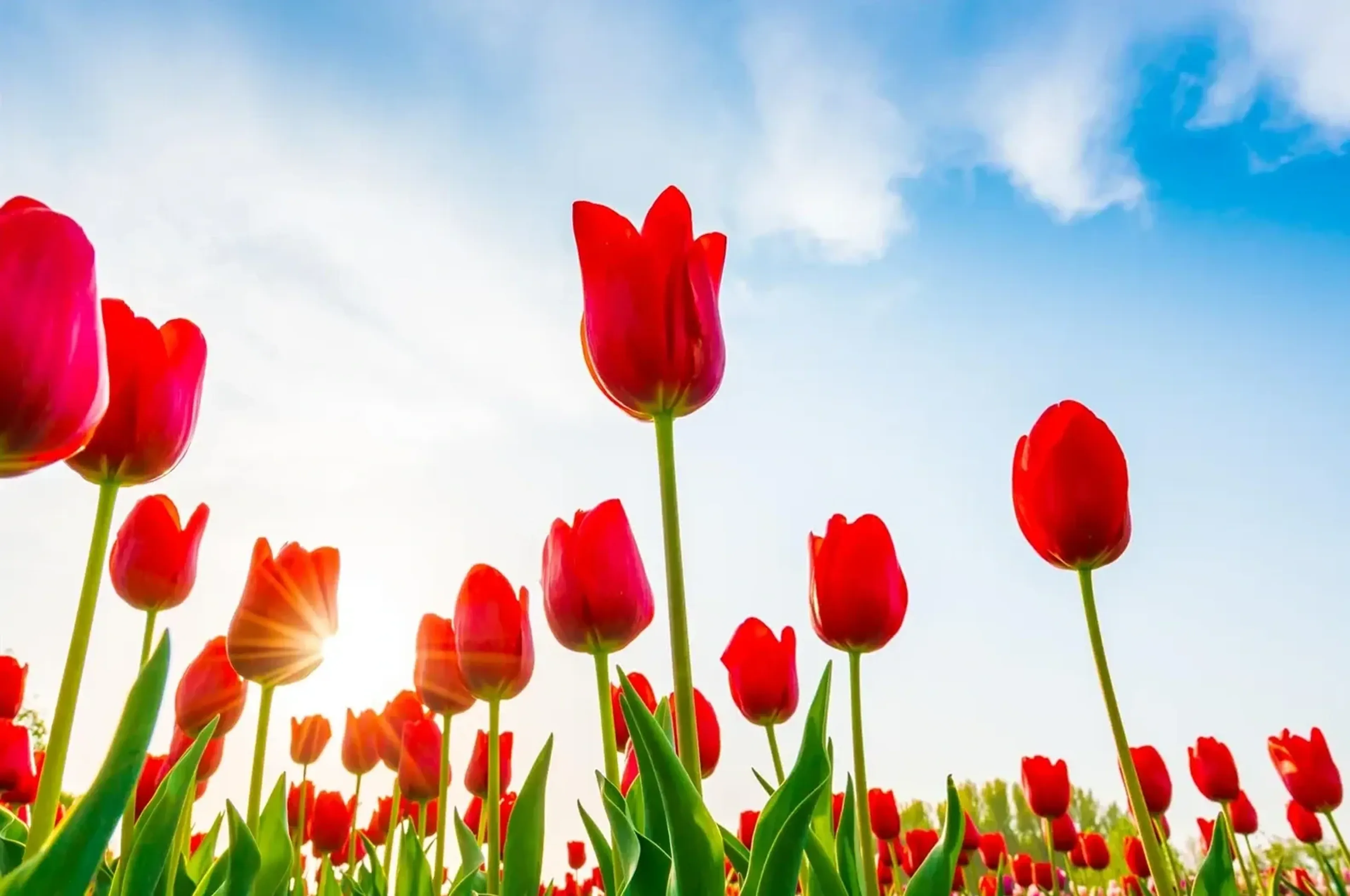 Rote Tulpen und grüne Blätter aus tiefer Perspektive vor blau-weißem Himmel mit durchscheinender Sonne.