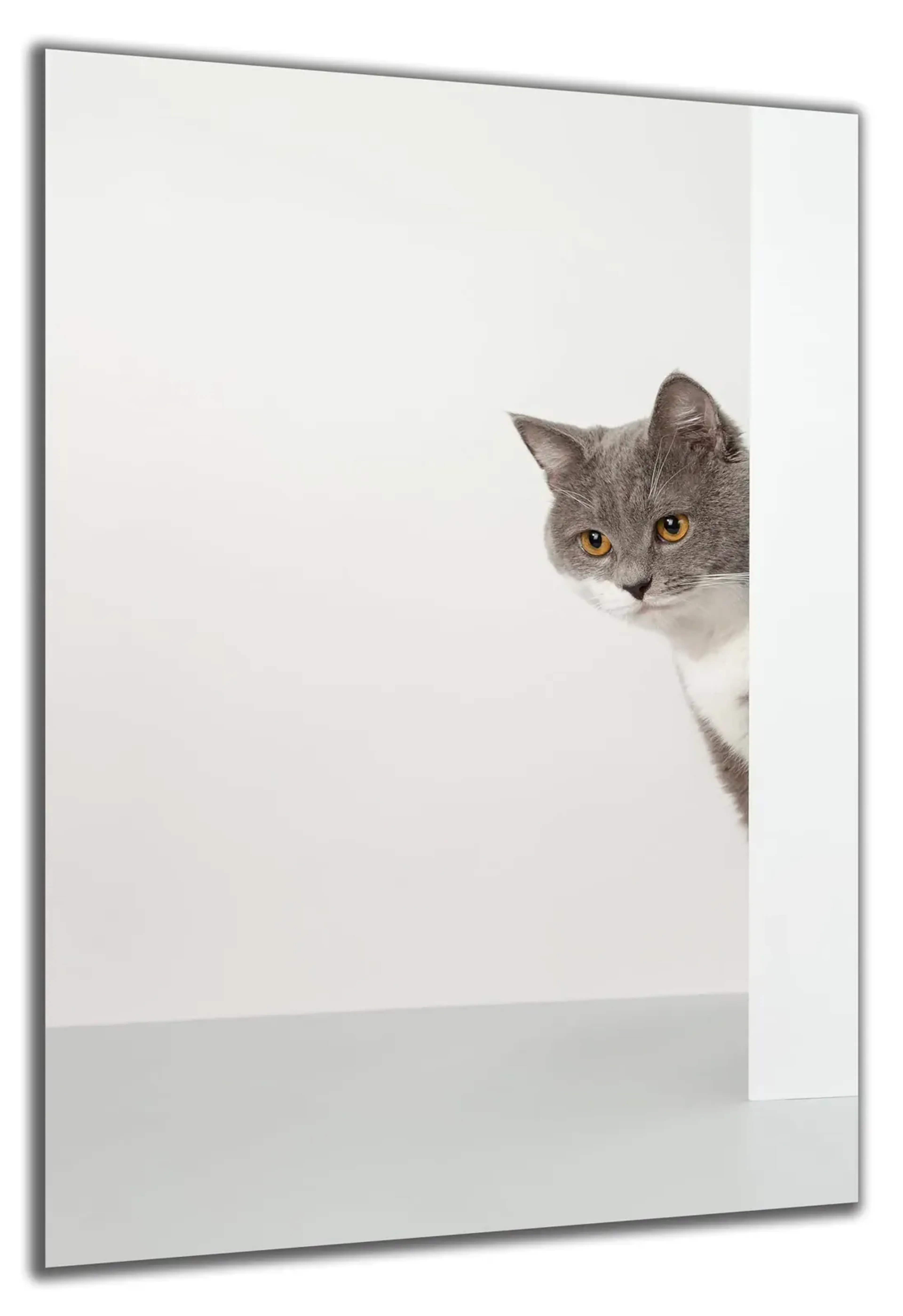 Graue Katze hinter Wand – Ansicht 5