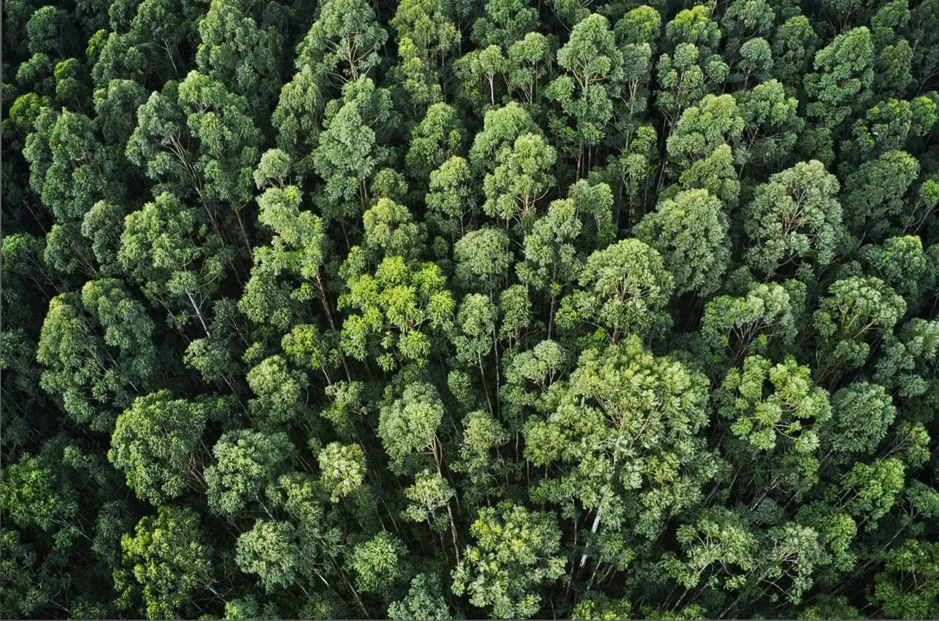 Blick von oben auf dicht stehende Baumkronen in verschiedenen Grüntönen mit dunklen Zwischenräumen.