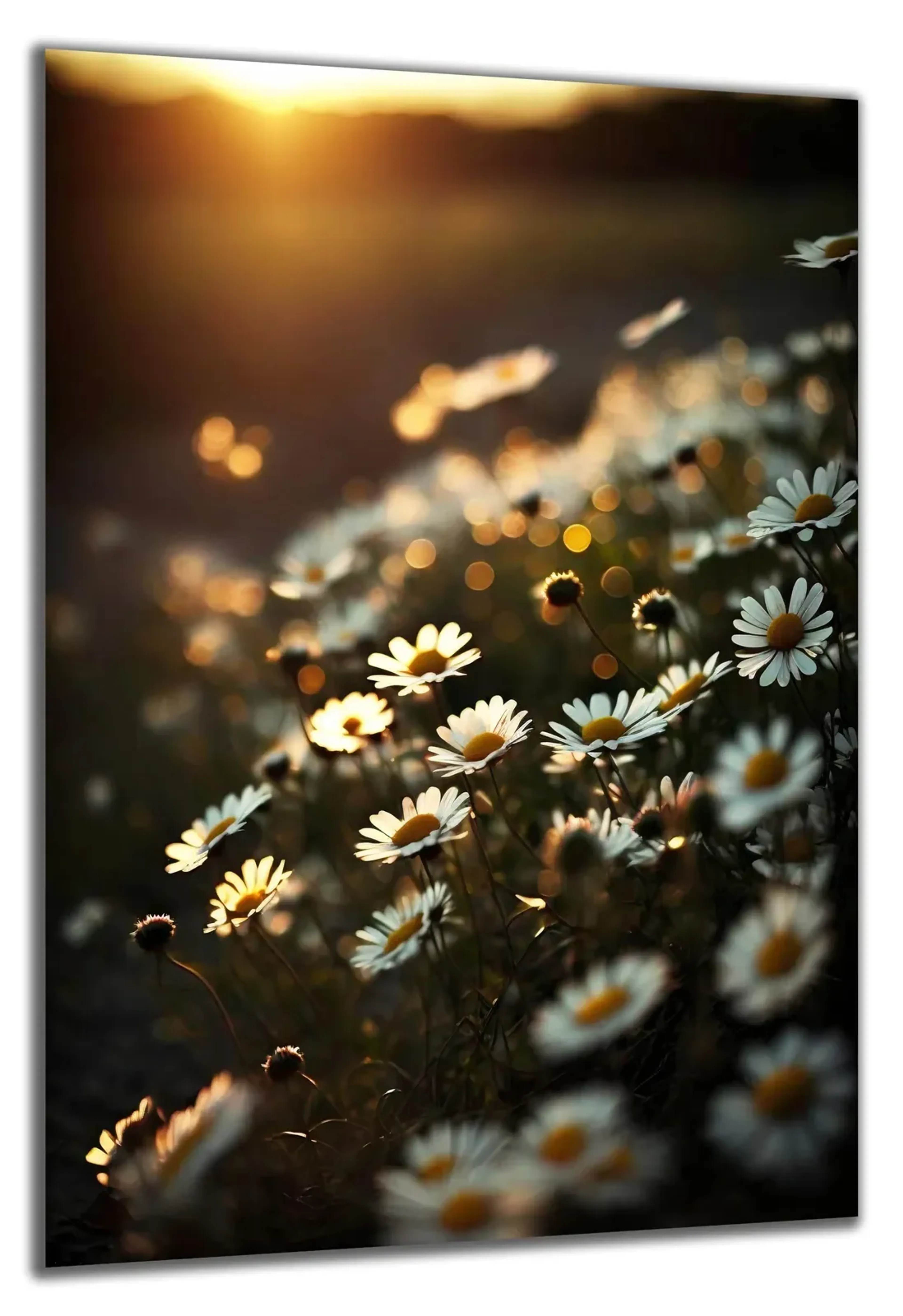 Gänseblümchen im Abendlicht – Ansicht 5