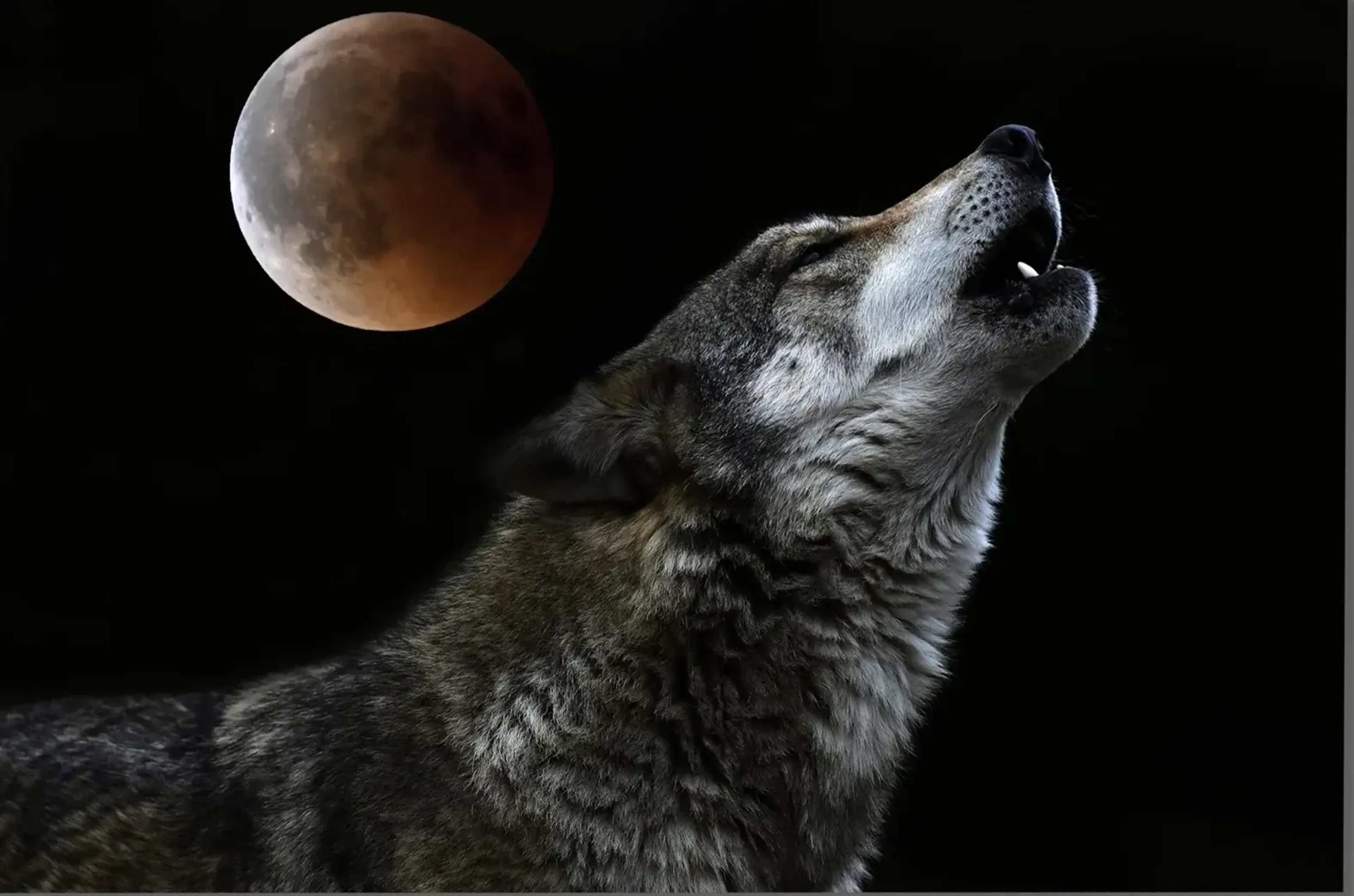 Ein heulender grauer Wolf vor schwarzem Hintergrund mit einem rötlich braunen Mond links über seinem Kopf.