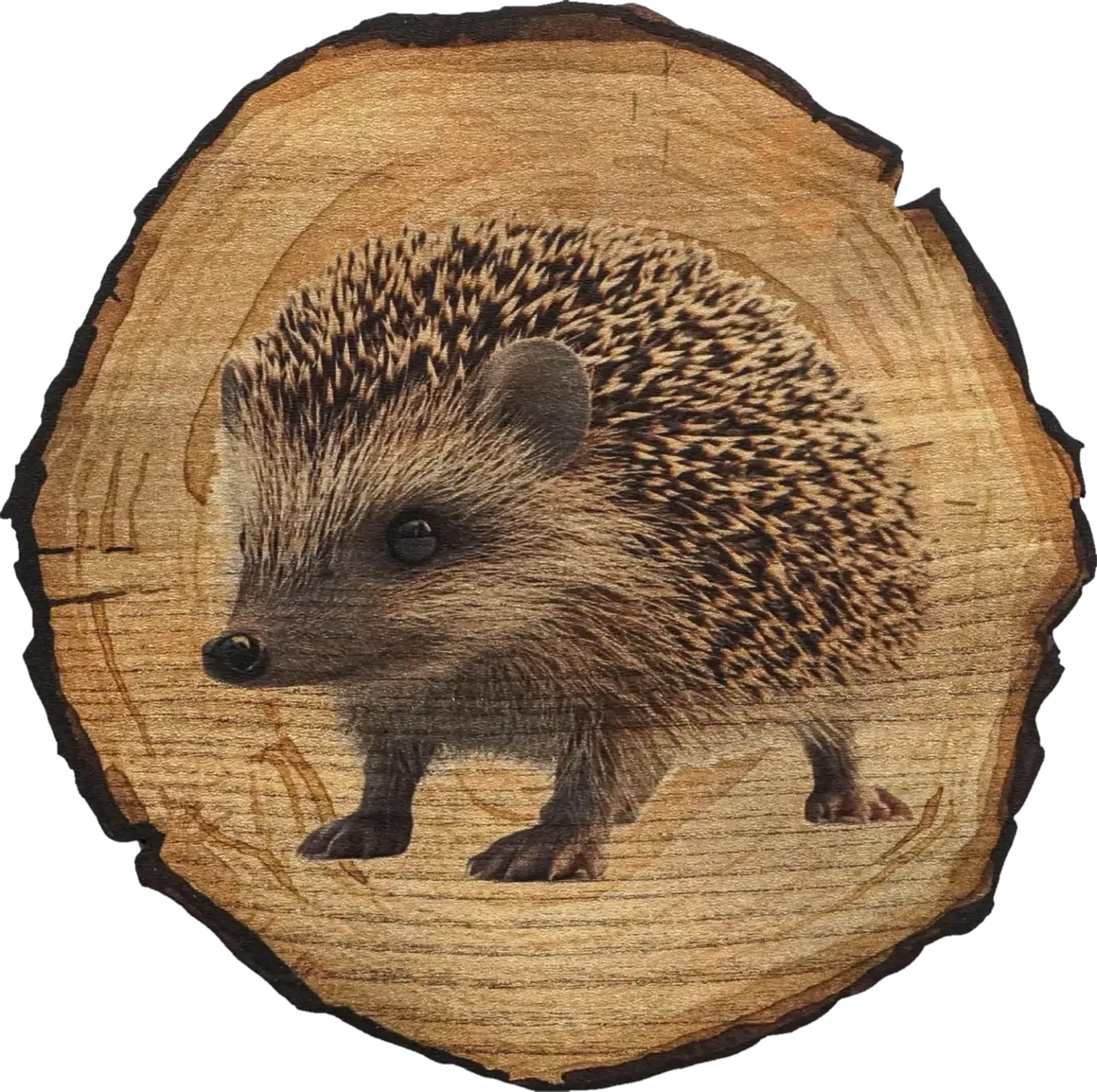 Ein Igel mit braun-beigen Stacheln und nach links gerichteter Schnauze vor einem runden Hintergrund in Holzoptik.