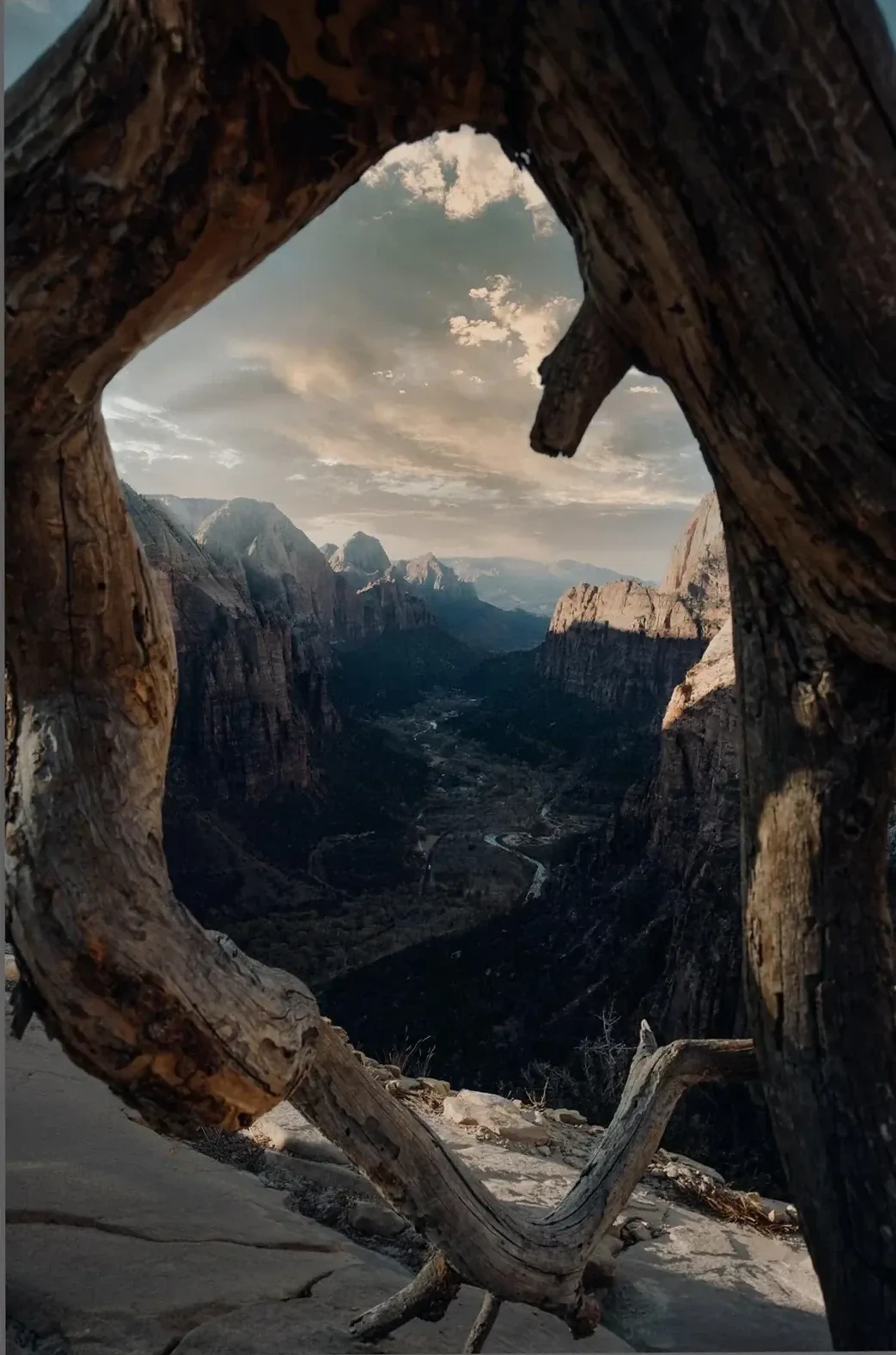 Ein verwitterter Baum rahmt den Blick auf ein tiefes Tal mit steilen Felswänden und einem schmalen Fluss.