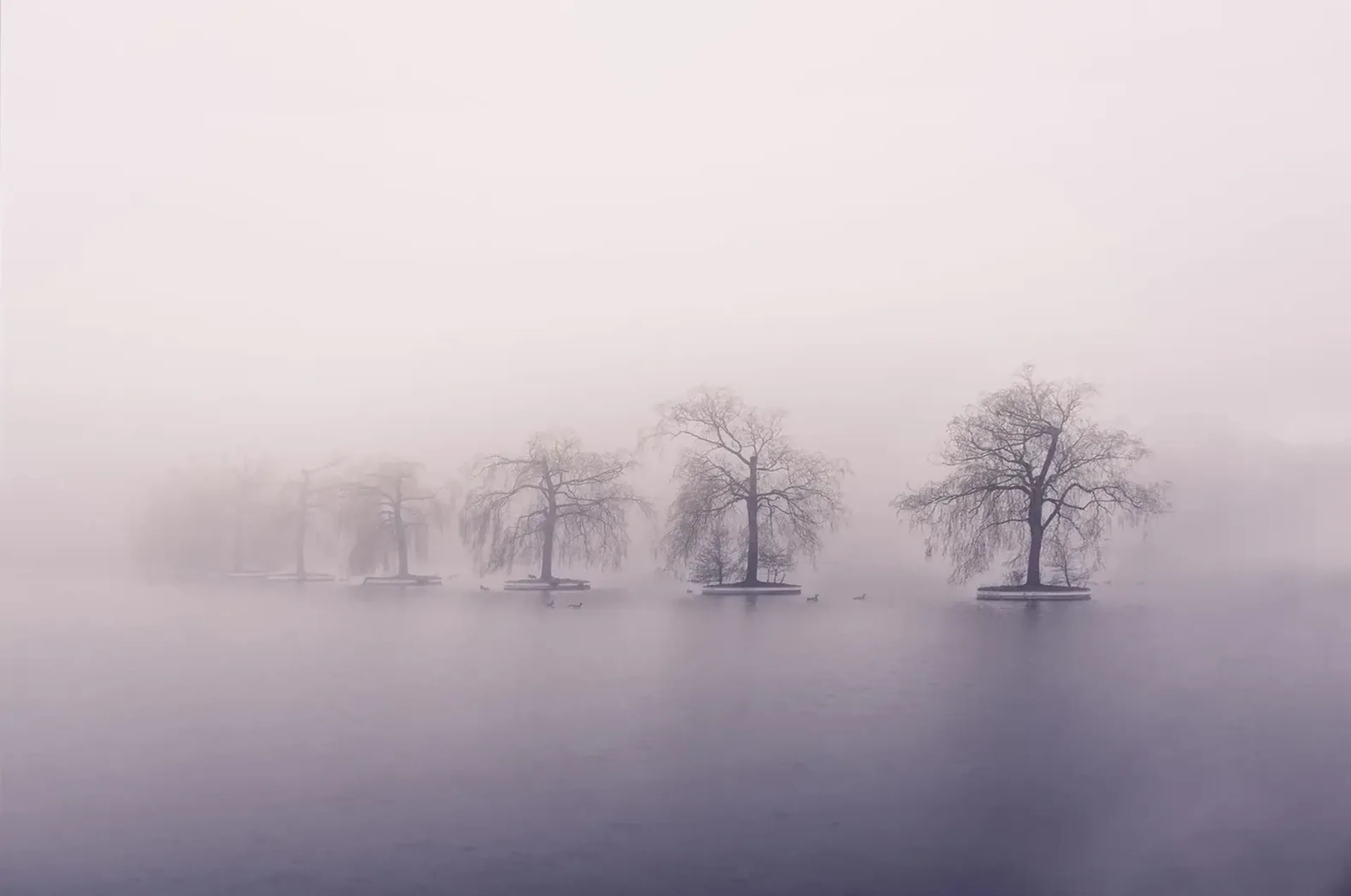 Bäume im Winternebel – Motiv als Wandbild auf Holz