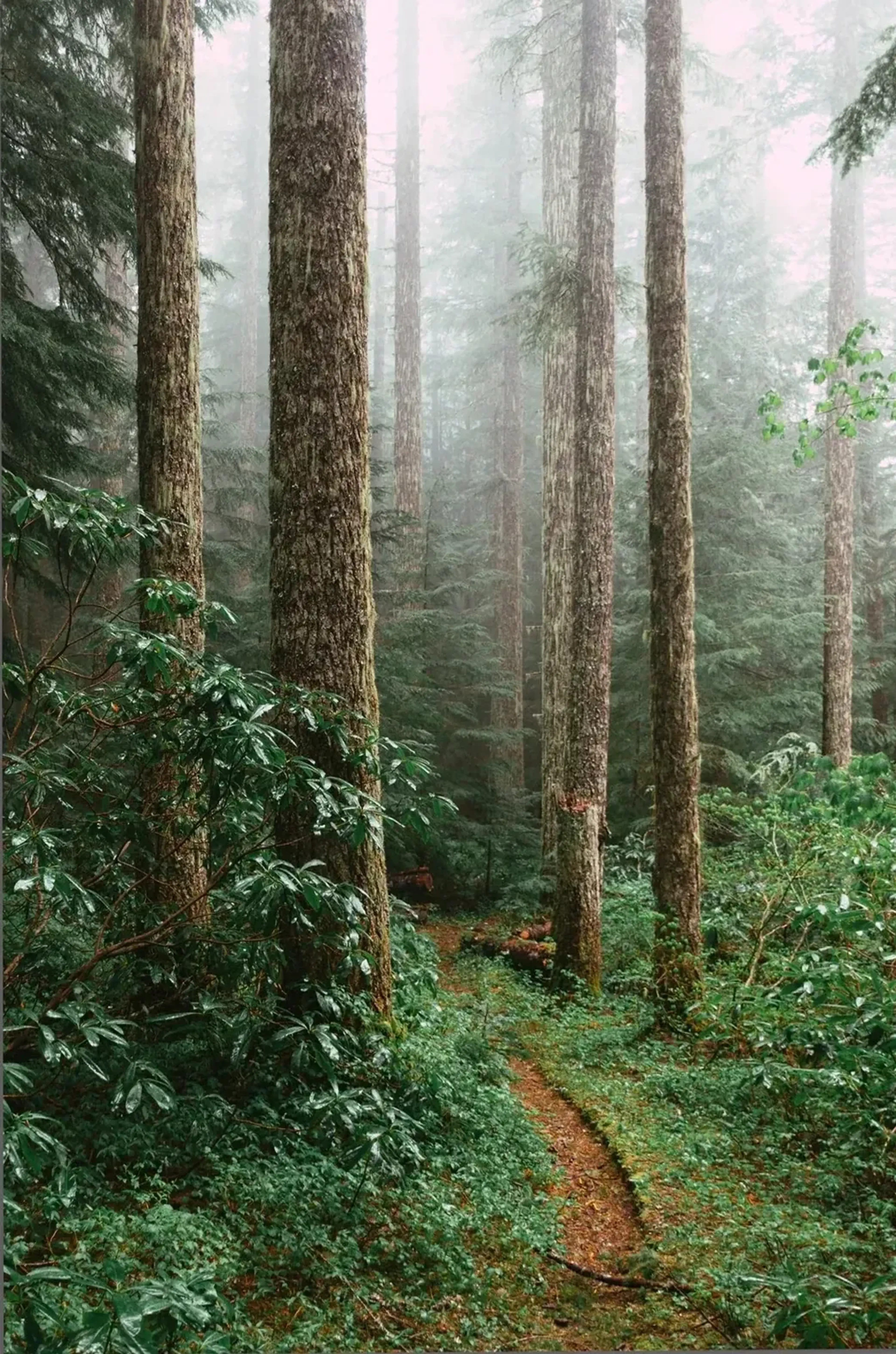 Ein schmaler Pfad führt durch dichtes grünes Unterholz zwischen hohen Baumstämmen in einen nebligen Wald.