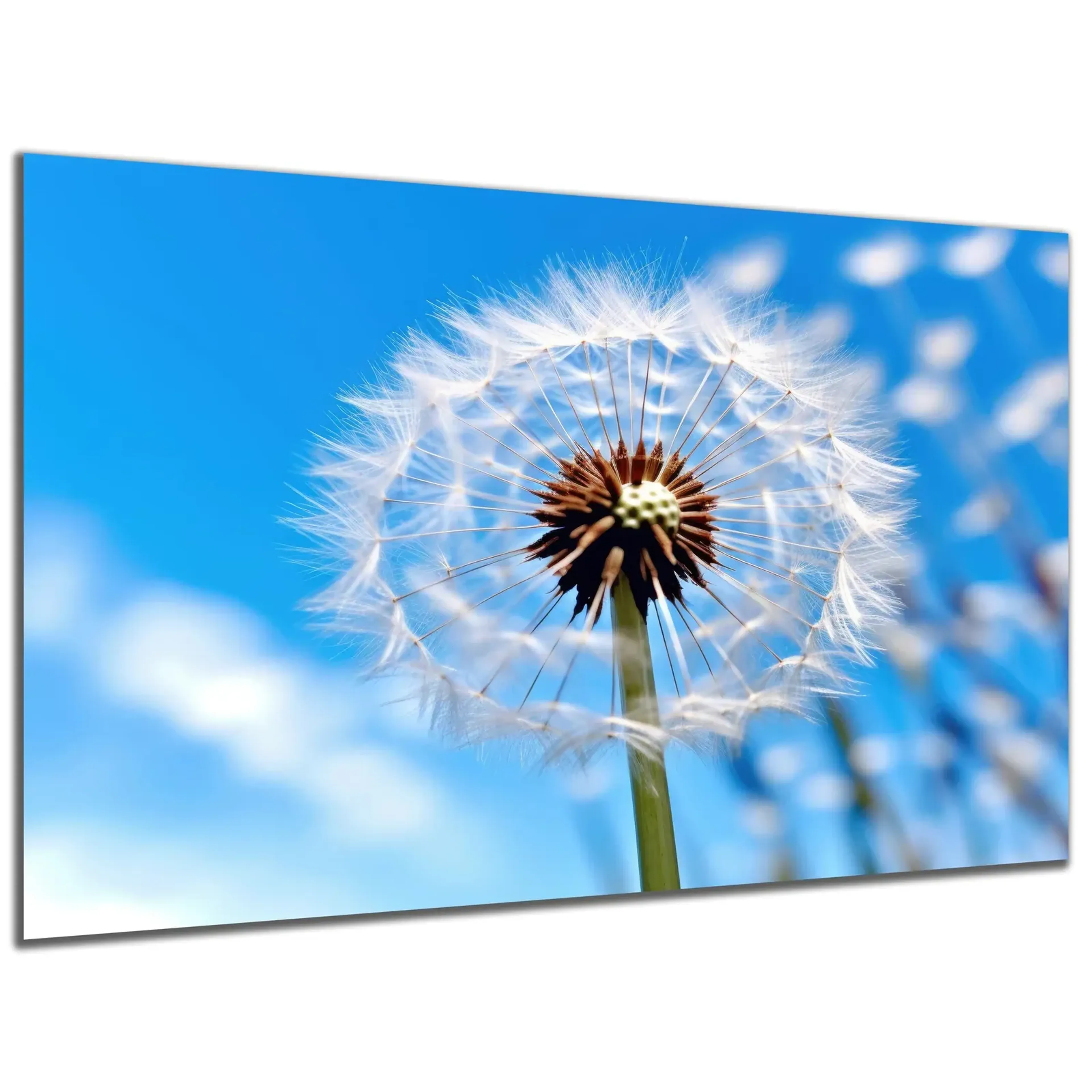Pusteblume im Himmelsblau – Ansicht 5
