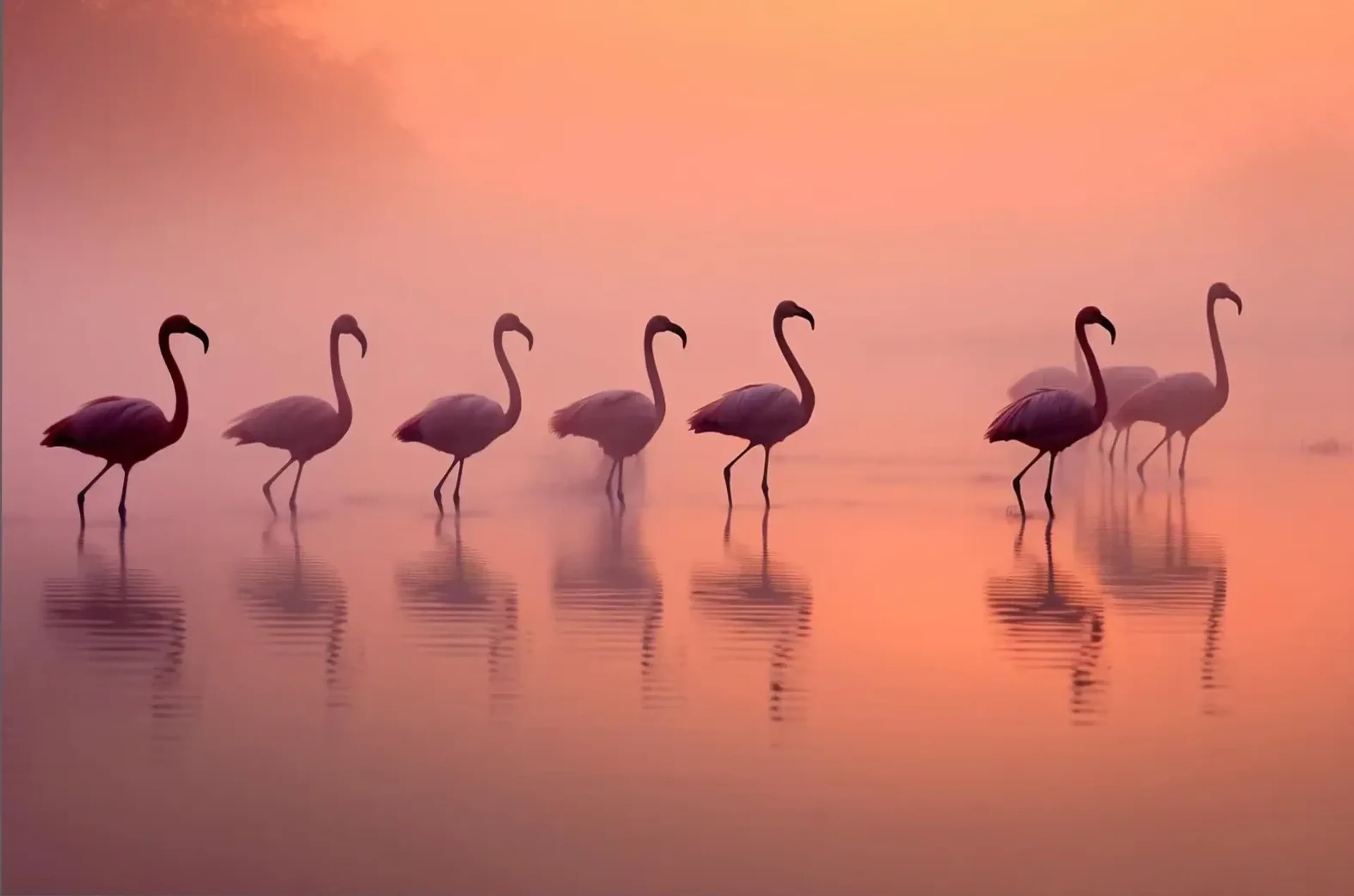 Mehrere Flamingos stehen als dunkle Silhouetten im rosa-orangefarbenen Nebel und spiegeln sich im flachen Wasser.