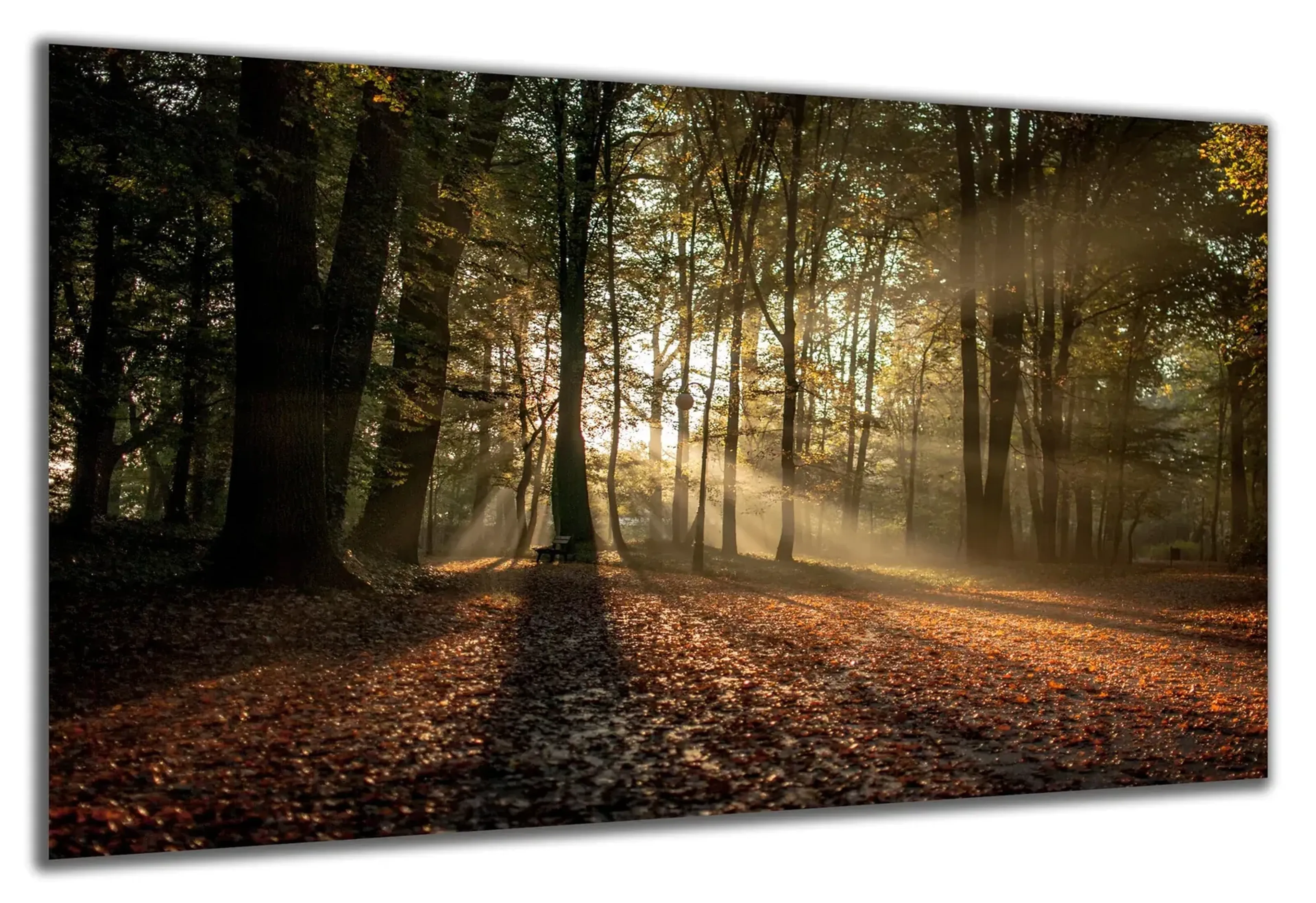 Herbstwald mit Sonnenstrahlen – Ansicht 5