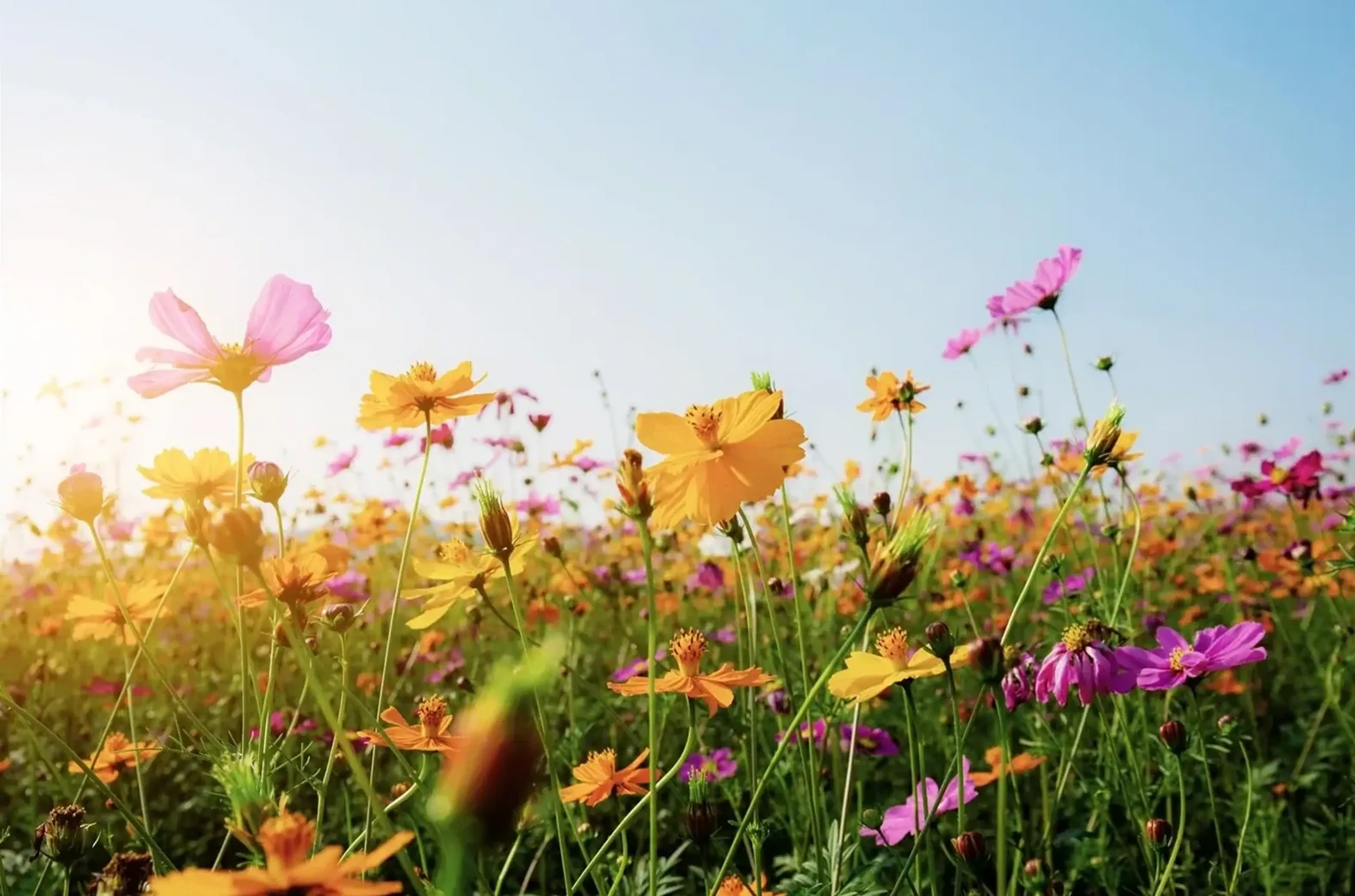 Gelbe, orangefarbene und rosa Wiesenblumen im warmen Licht unter einem weiten hellblauen Himmel.