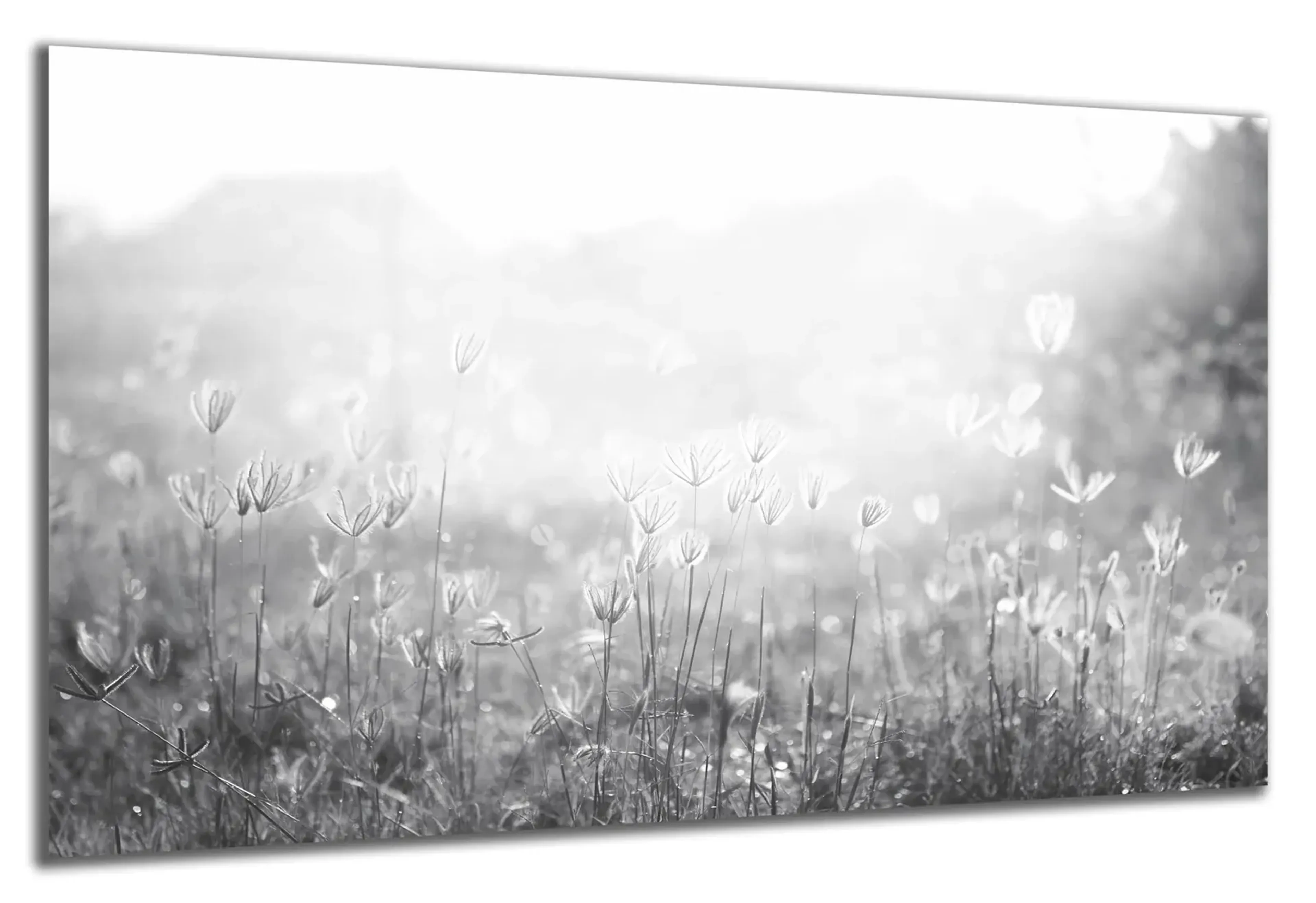 Blumenwiese in Schwarz-Weiß – Ansicht 4