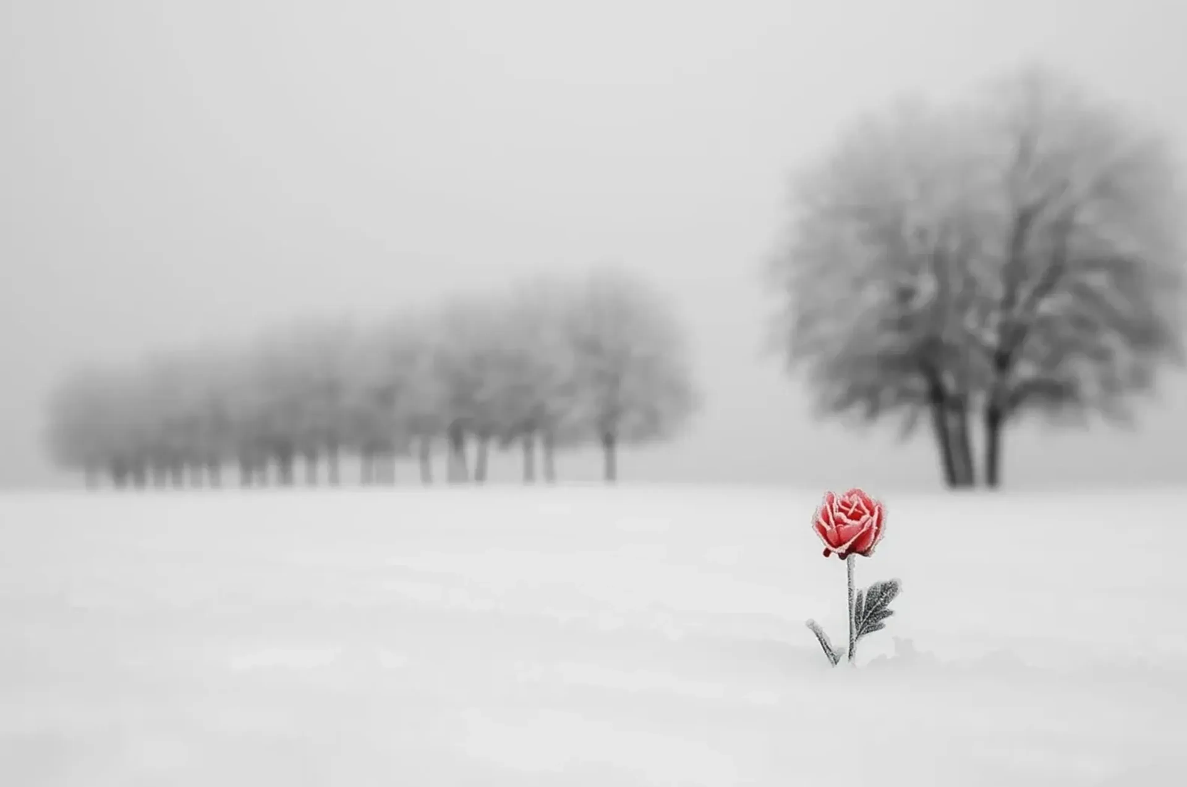Eine rote Rose mit Schnee auf den Blütenblättern steht vor einer unscharfen Baumreihe im Schnee.