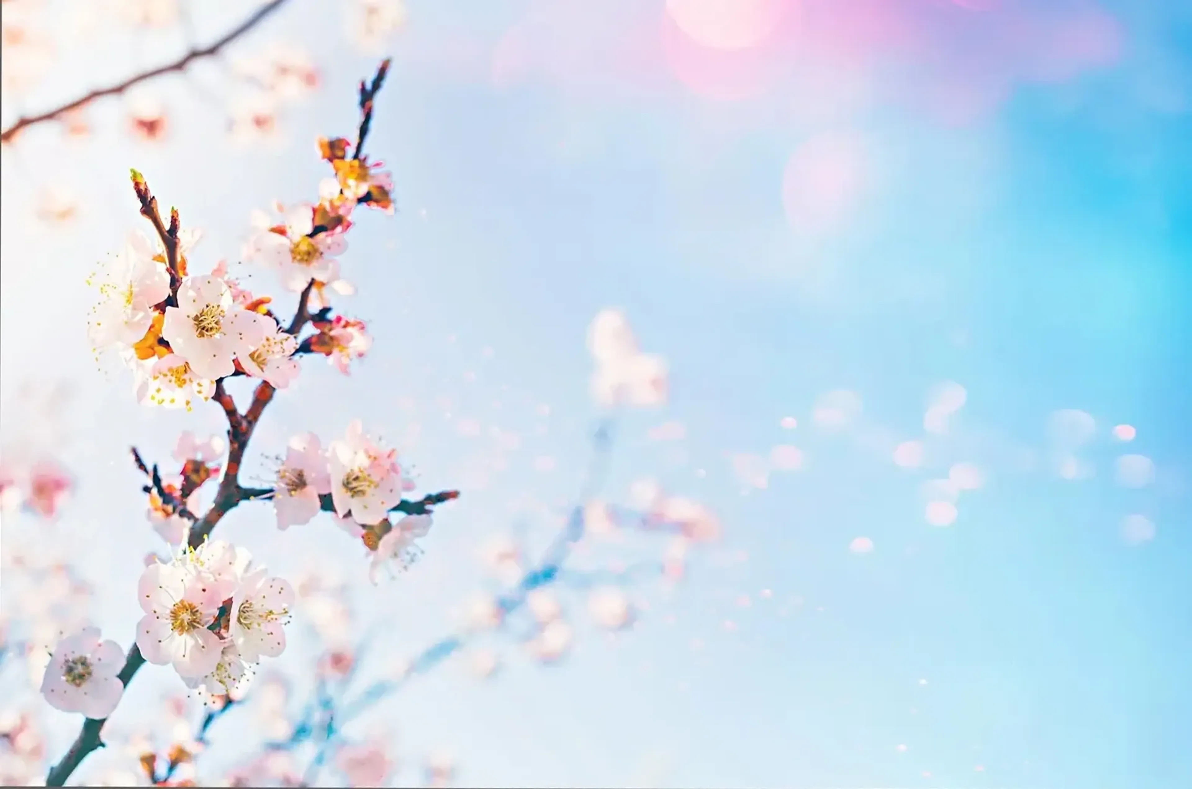 Ein Zweig mit zartrosa Kirschblüten steht links vor einem hellblauen Hintergrund mit weichen rosa Lichtflecken.