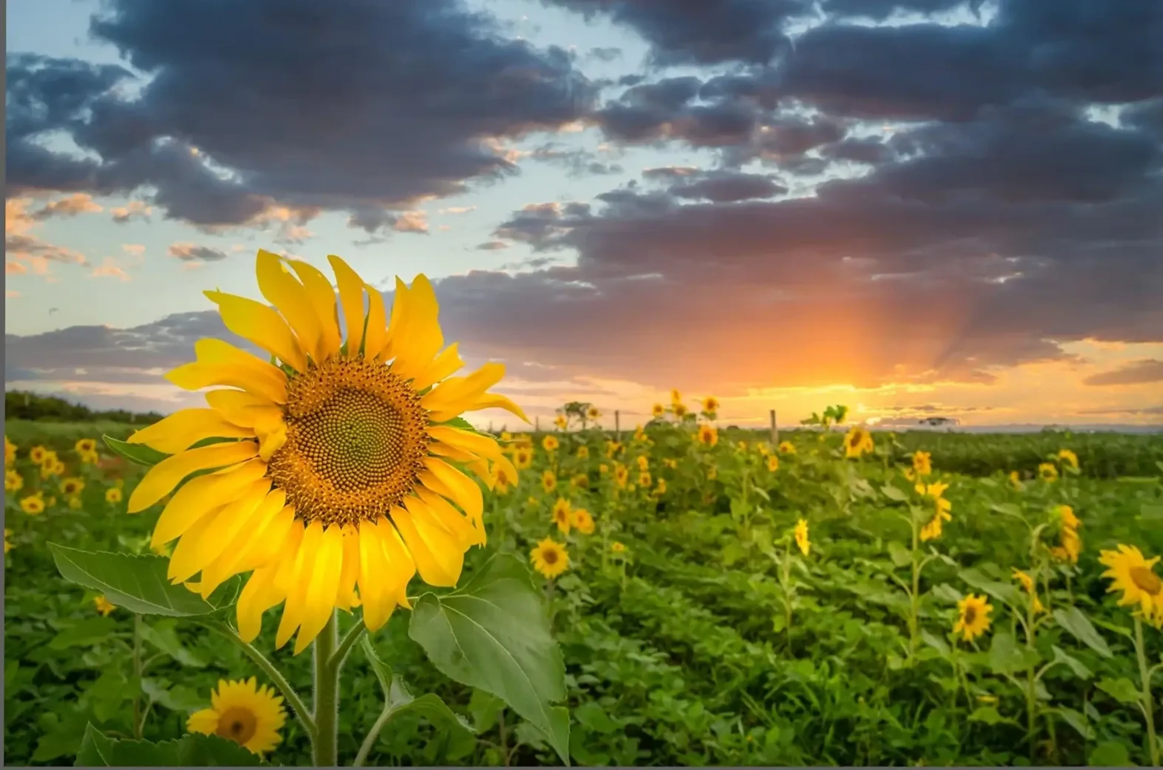 Große Sonnenblume vor einem grünen Blumenfeld unter graublauen Wolken und orangefarbenem Abendhimmel.