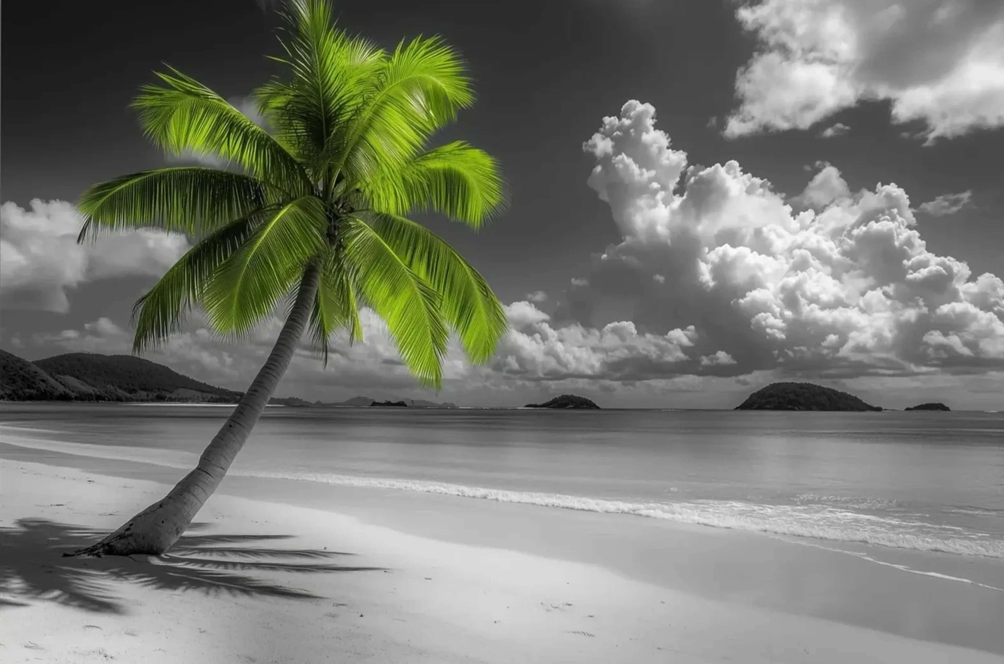Grüne Palme am Strand – Motiv als Wandbild auf Holz