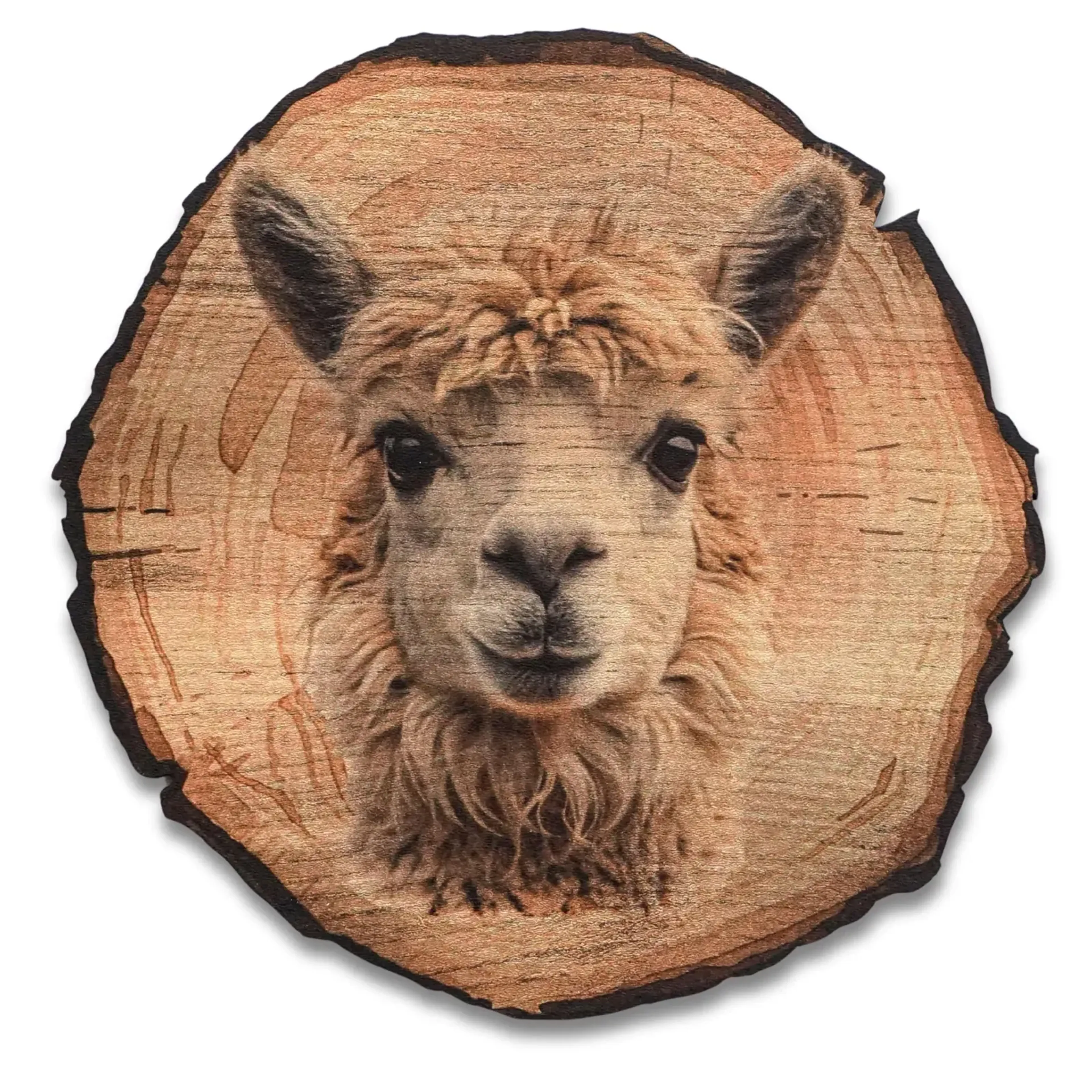 Lama mit Locken – Ansicht 5