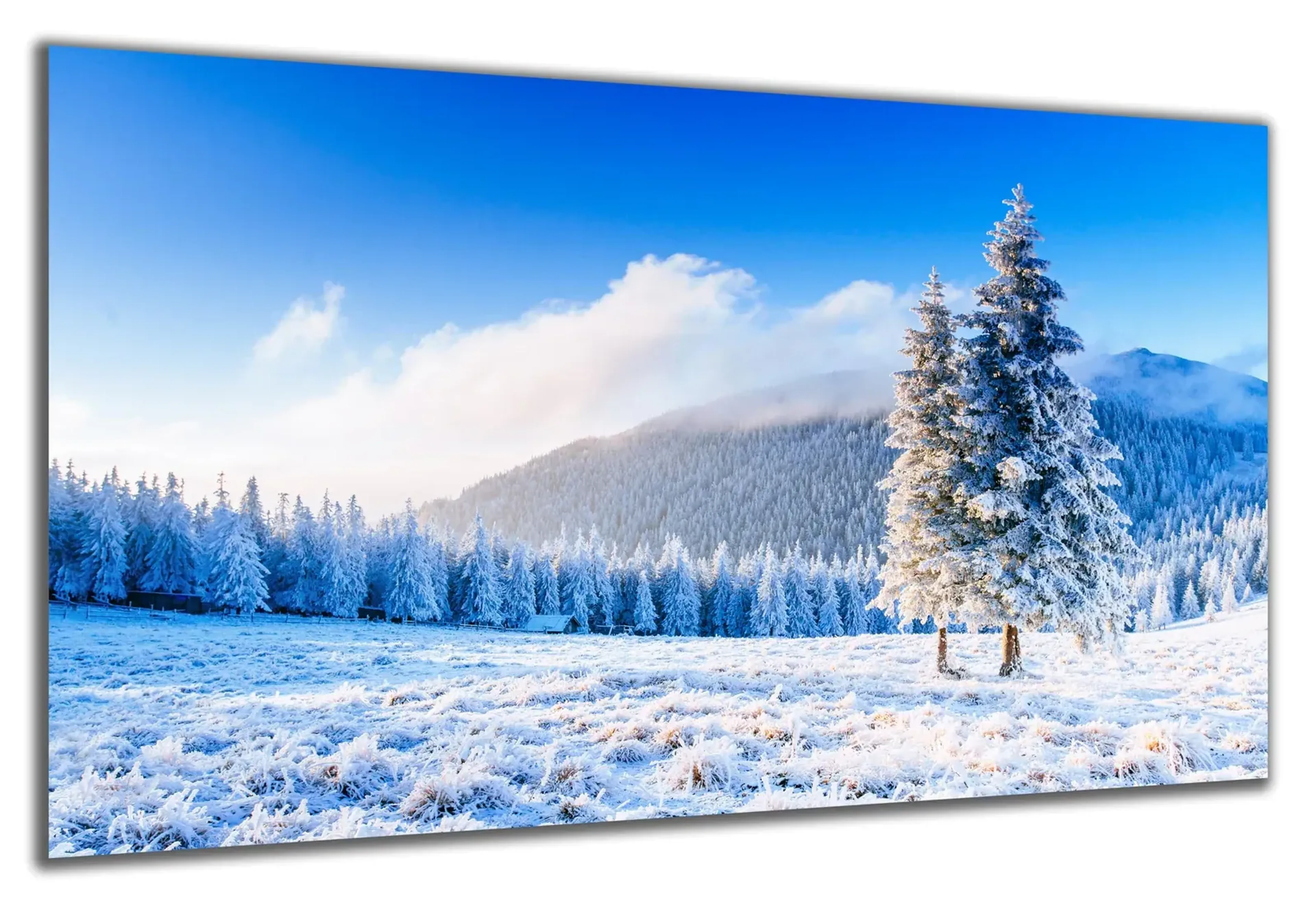 Nadelbäume im Schnee – Ansicht 5