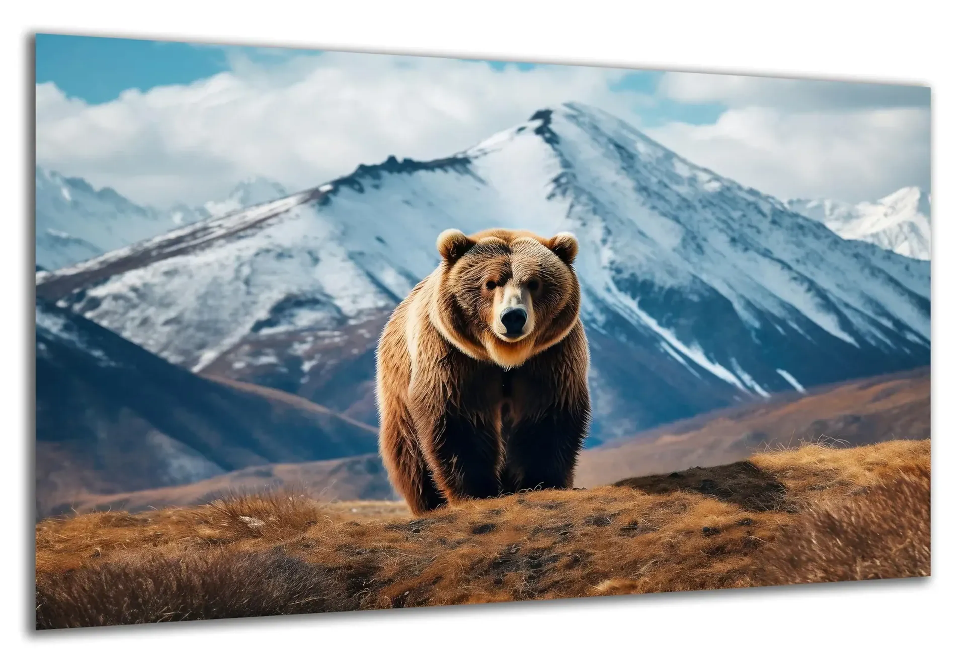 Braunbär am Berghang – Ansicht 5