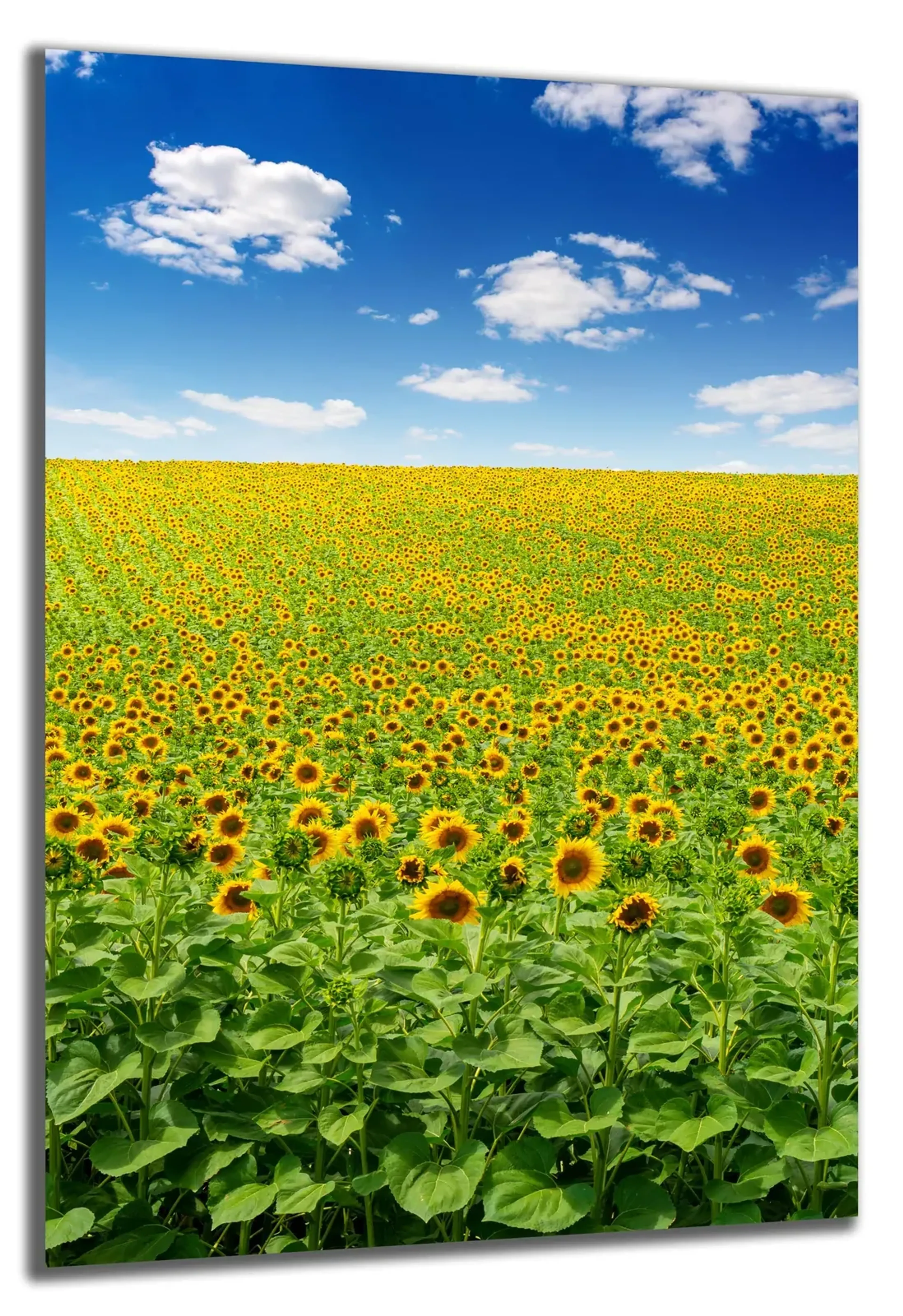 Sonnenblumen unter blauem Himmel – Ansicht 5