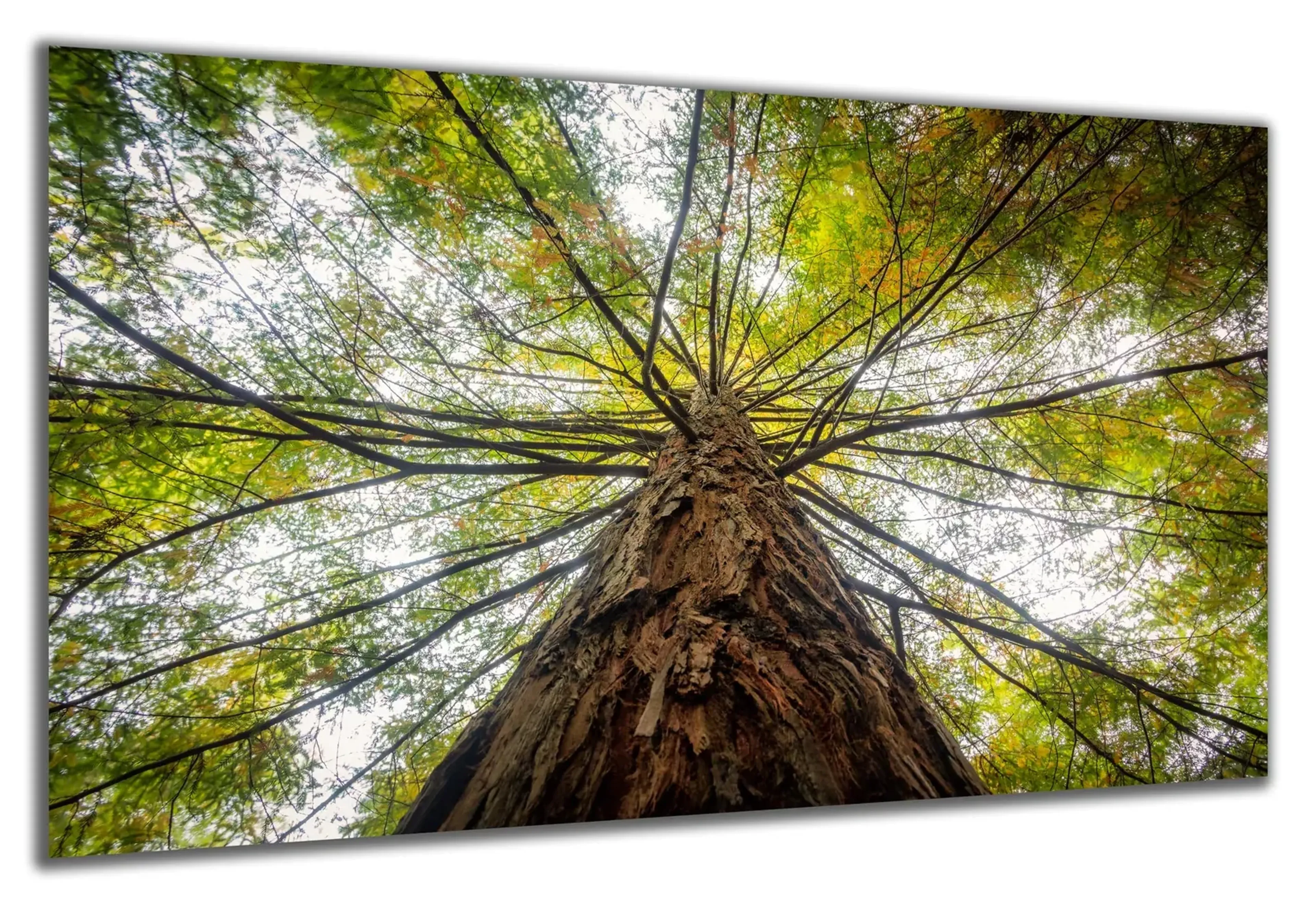 Baum von unten – Ansicht 5