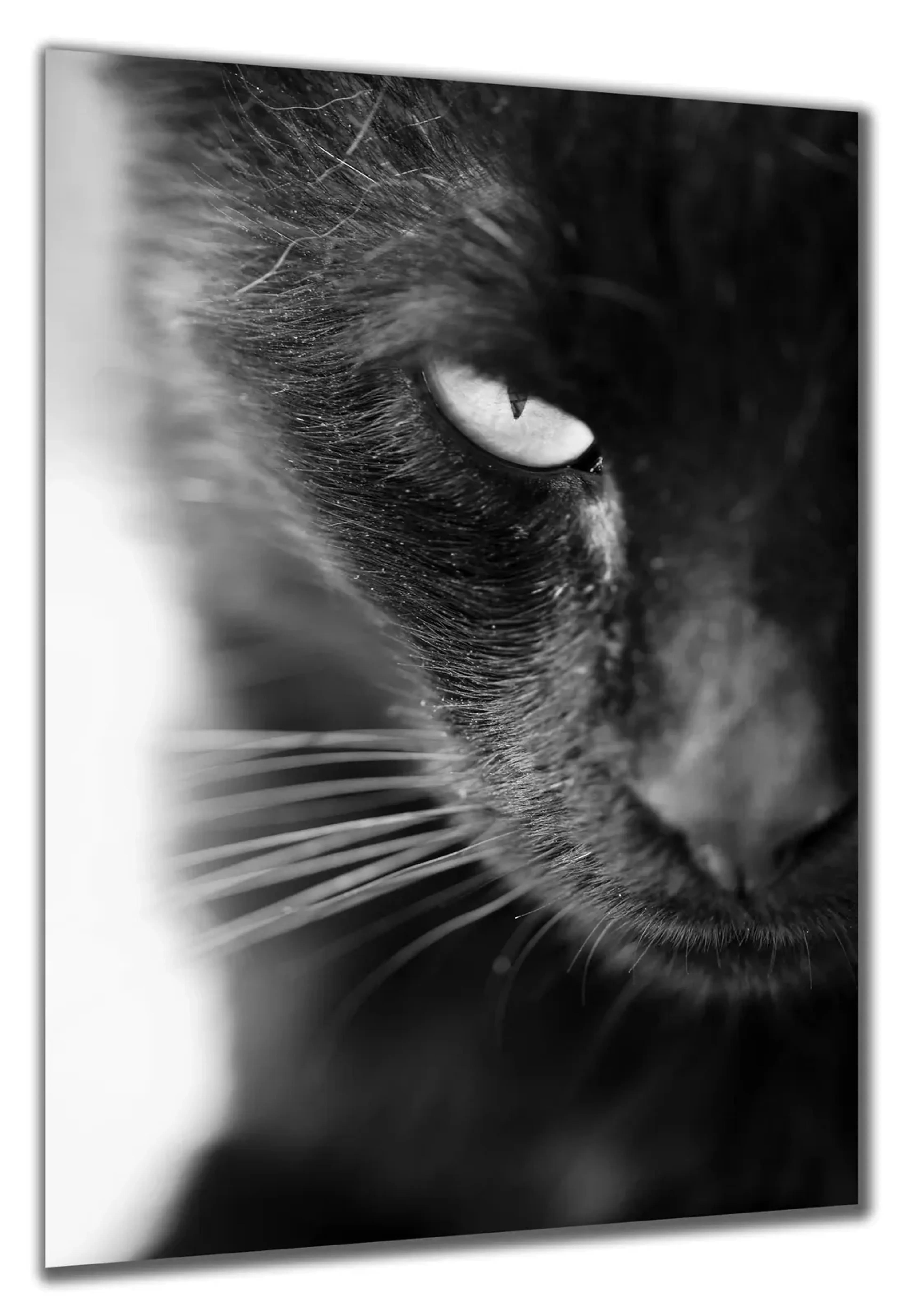 Schwarze Katze – Ansicht 5
