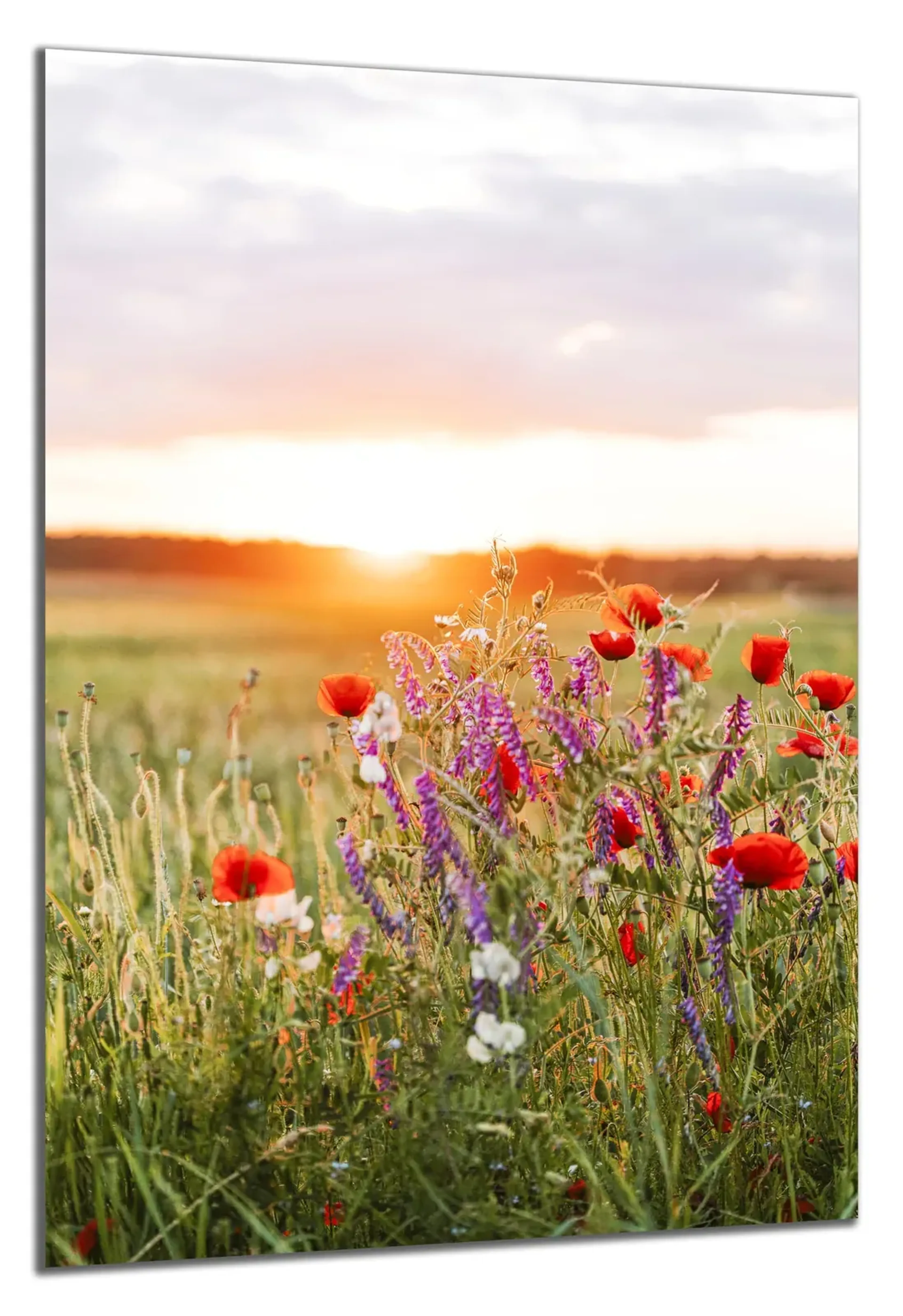 Blumenwiese im Sonnenuntergang – Ansicht 5