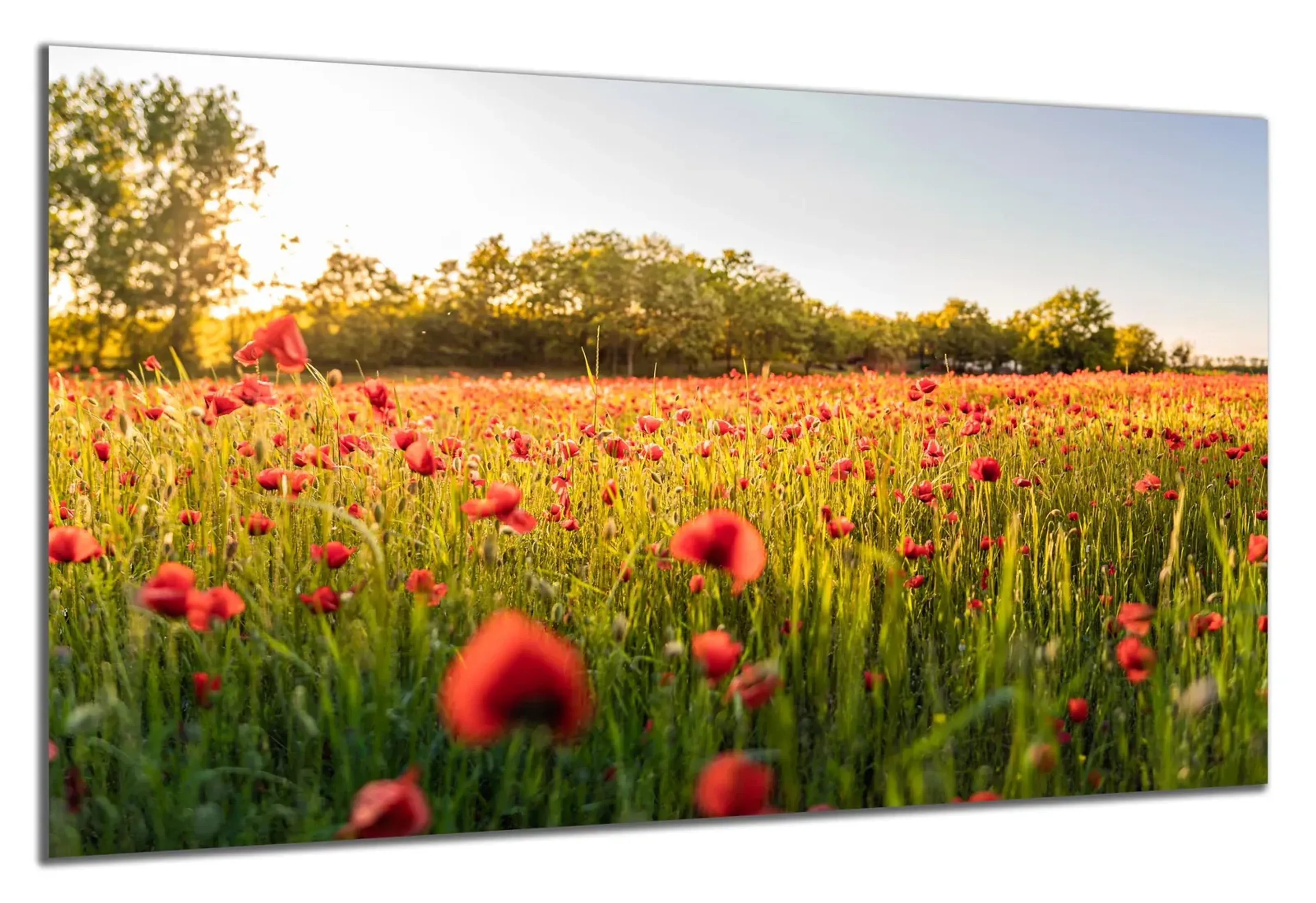 Mohnwiese im Abendlicht – Ansicht 5