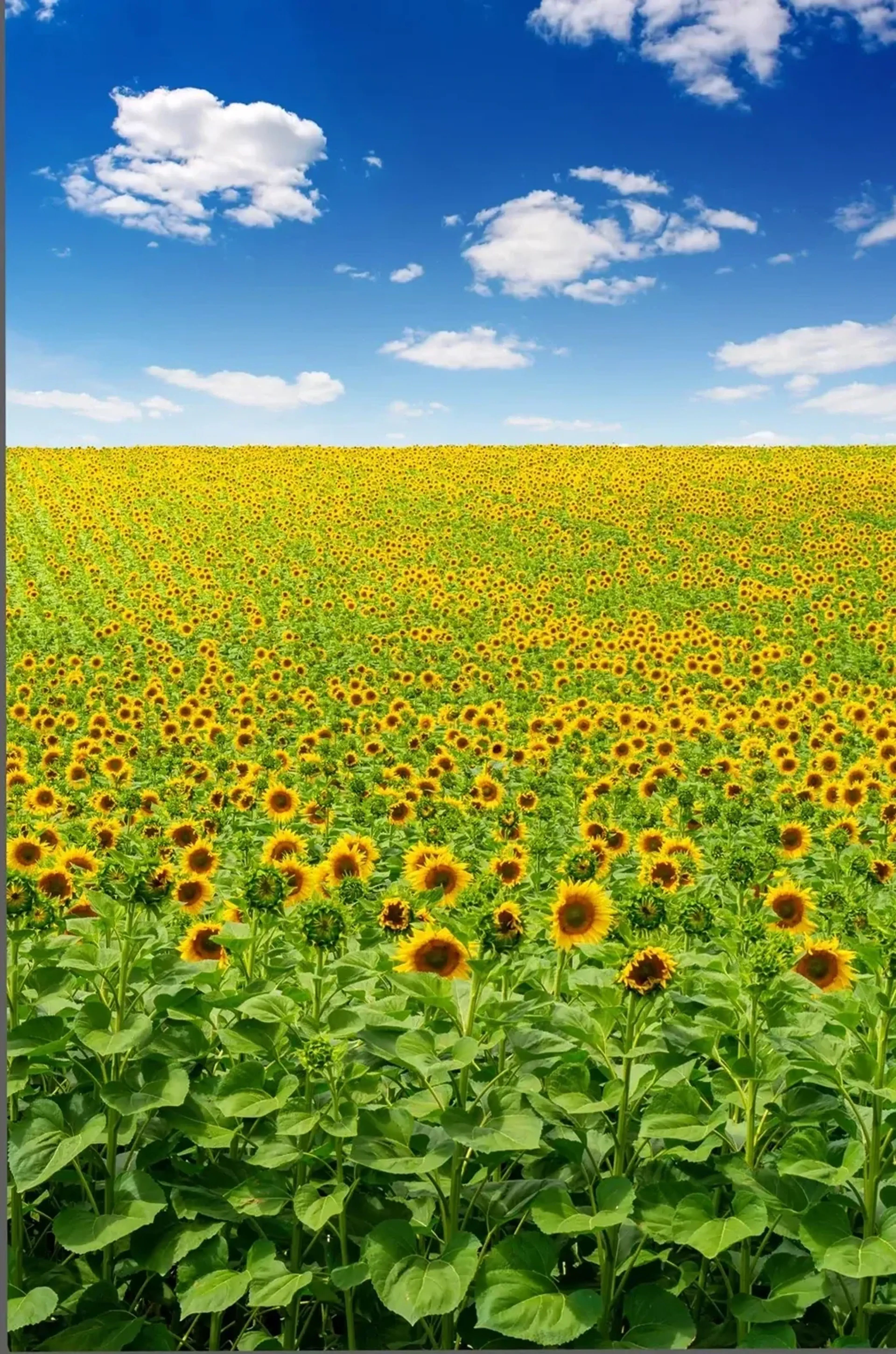 Weites Sonnenblumenfeld mit grünen Blättern im Vordergrund unter blauem Himmel mit weißen Wolken.