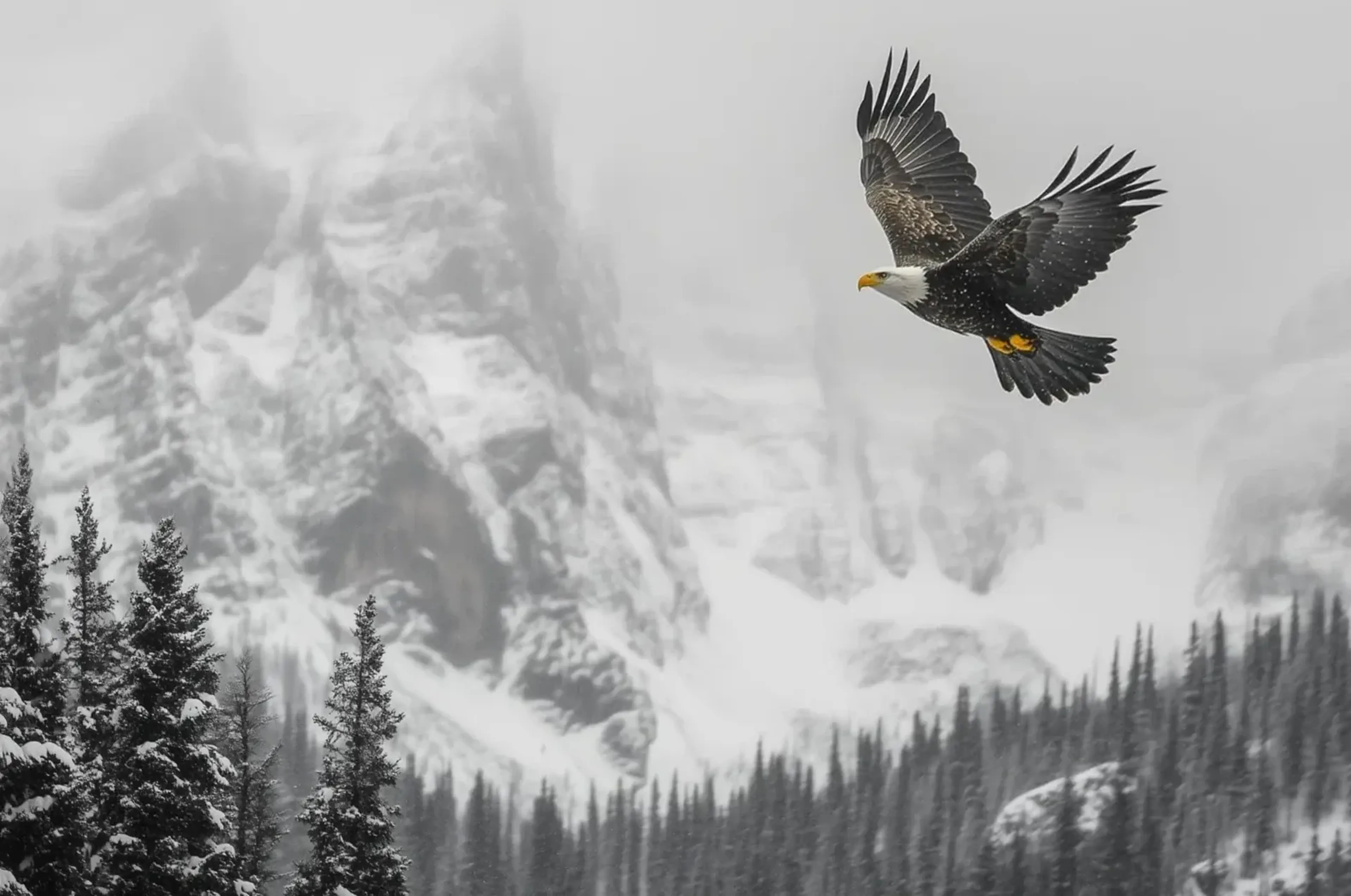 Ein Adler mit weißem Kopf und gelbem Schnabel fliegt vor verschneiten Bergen und dunklen Nadelbäumen.
