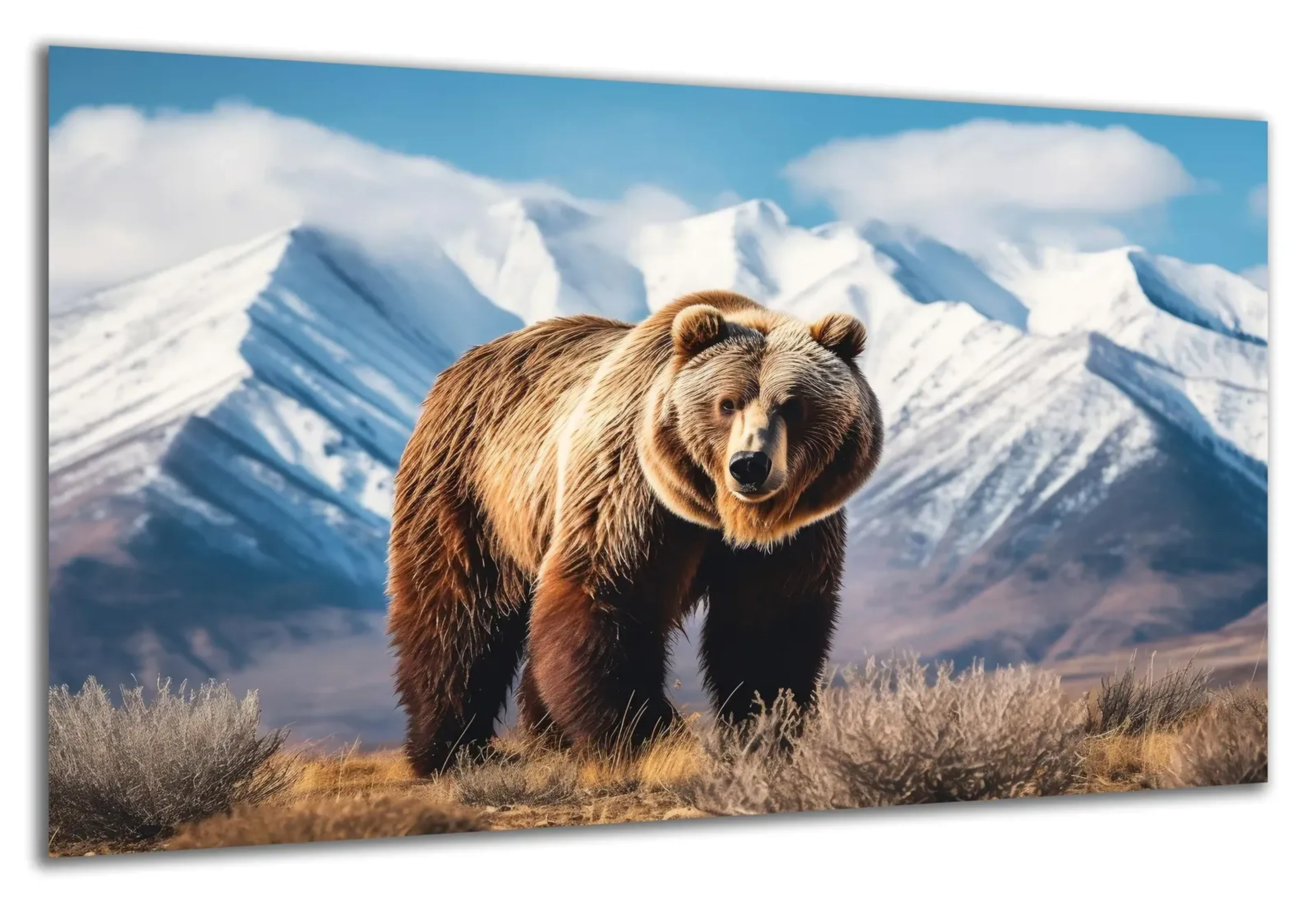 Braunbär vor Schneegipfeln – Ansicht 5