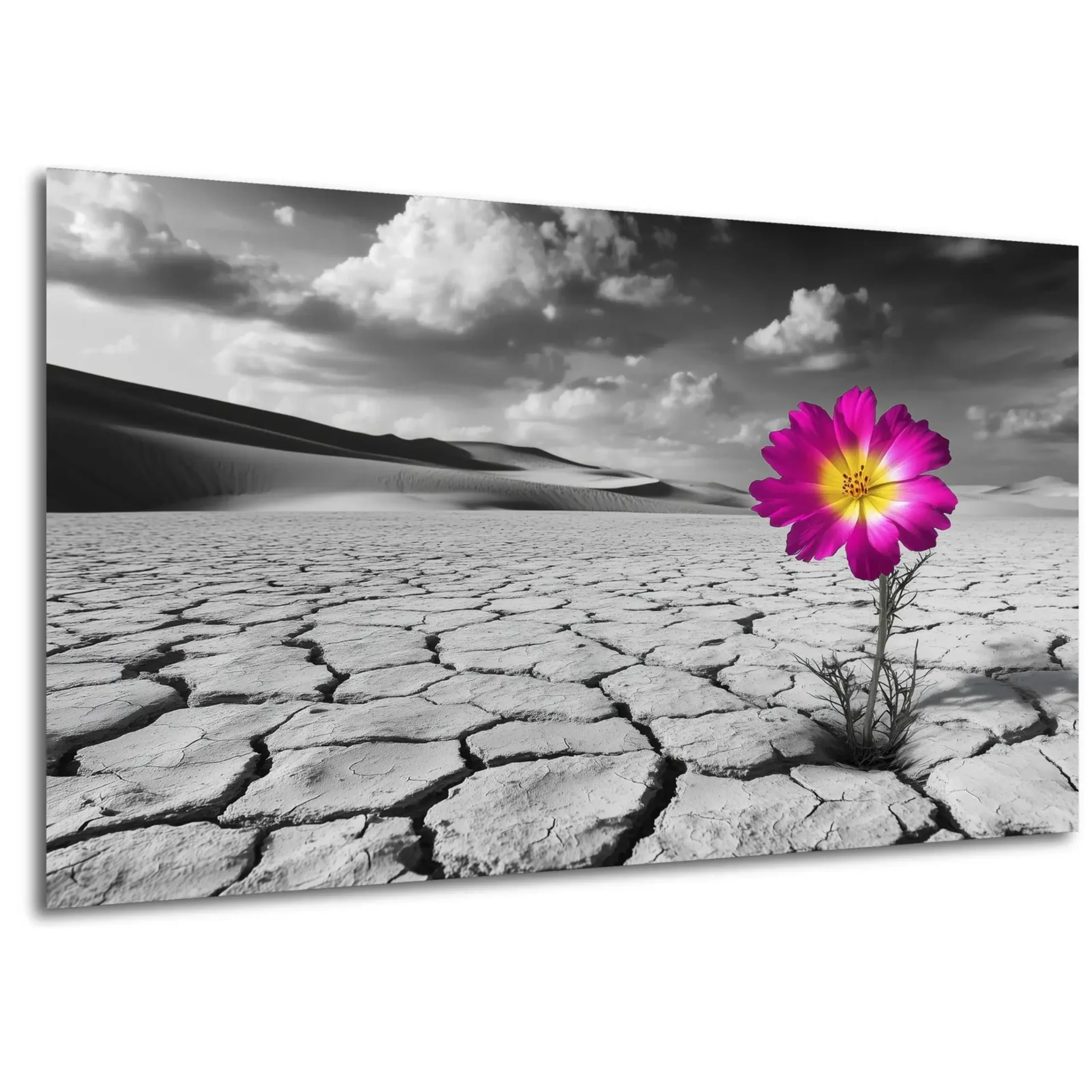 Blüte in der Wüste – Ansicht 5