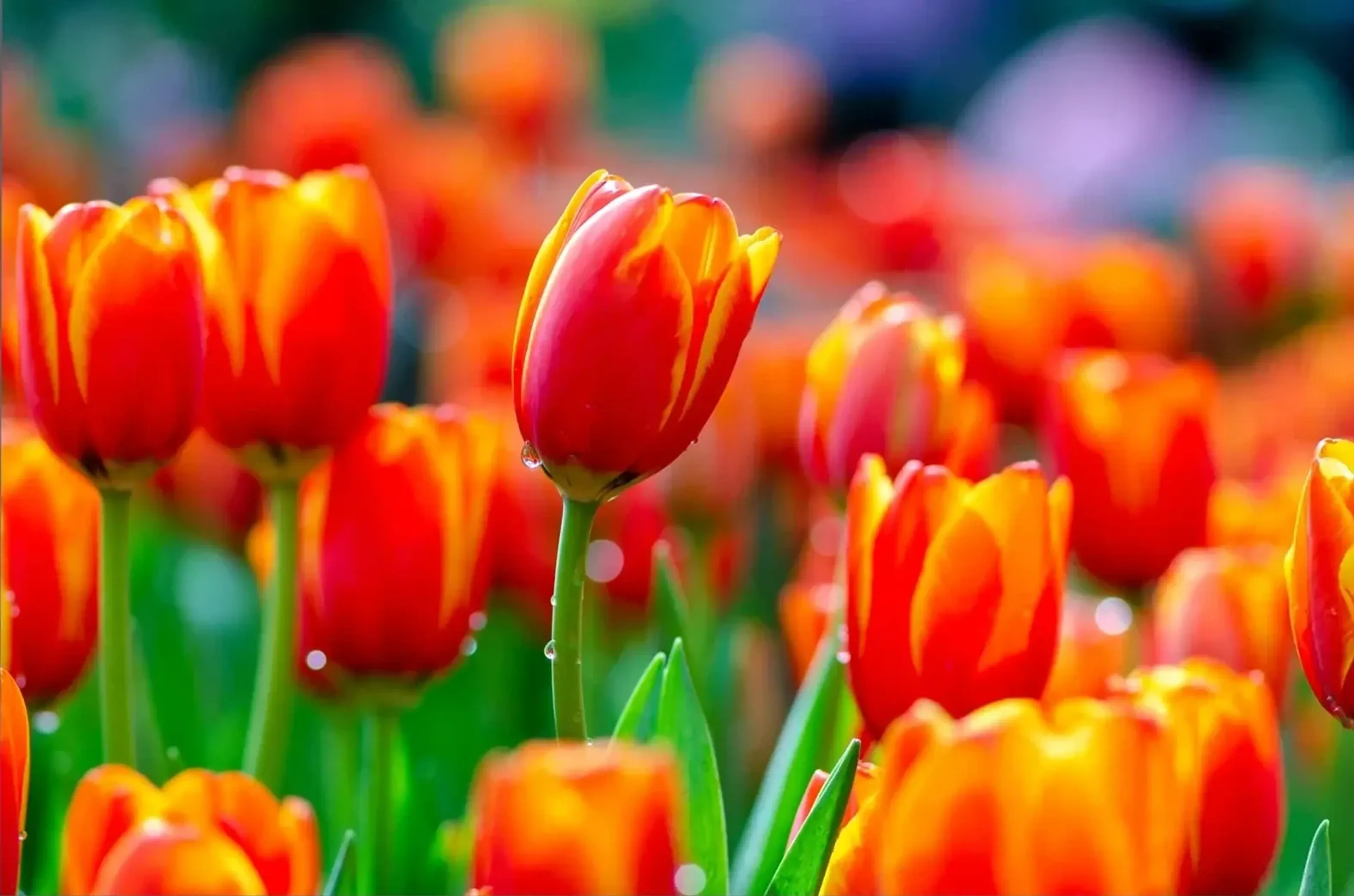 Rote und orangefarbene Tulpen mit gelben Rändern stehen an grünen Stielen vor einem unscharfen Blütenmeer.
