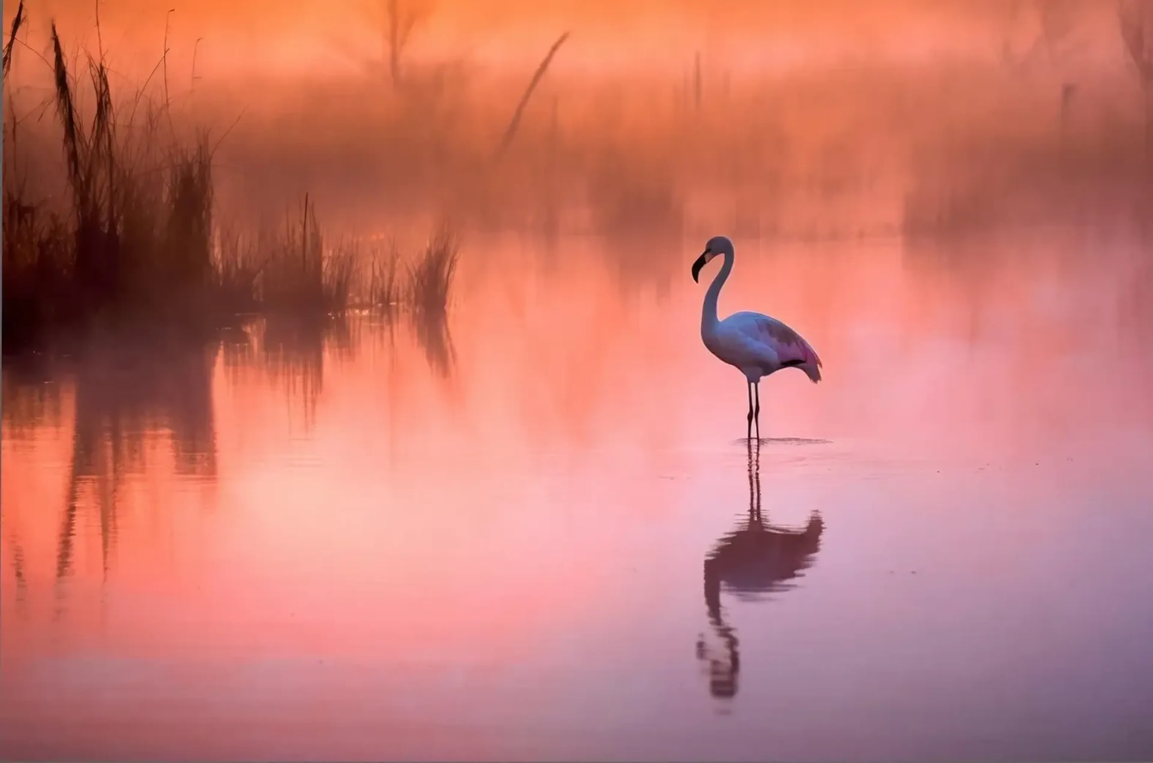 Ein einzelner Flamingo mit Spiegelung im Wasser, umgeben von orangefarbenem und rosa Nebel sowie dunklem Schilf.