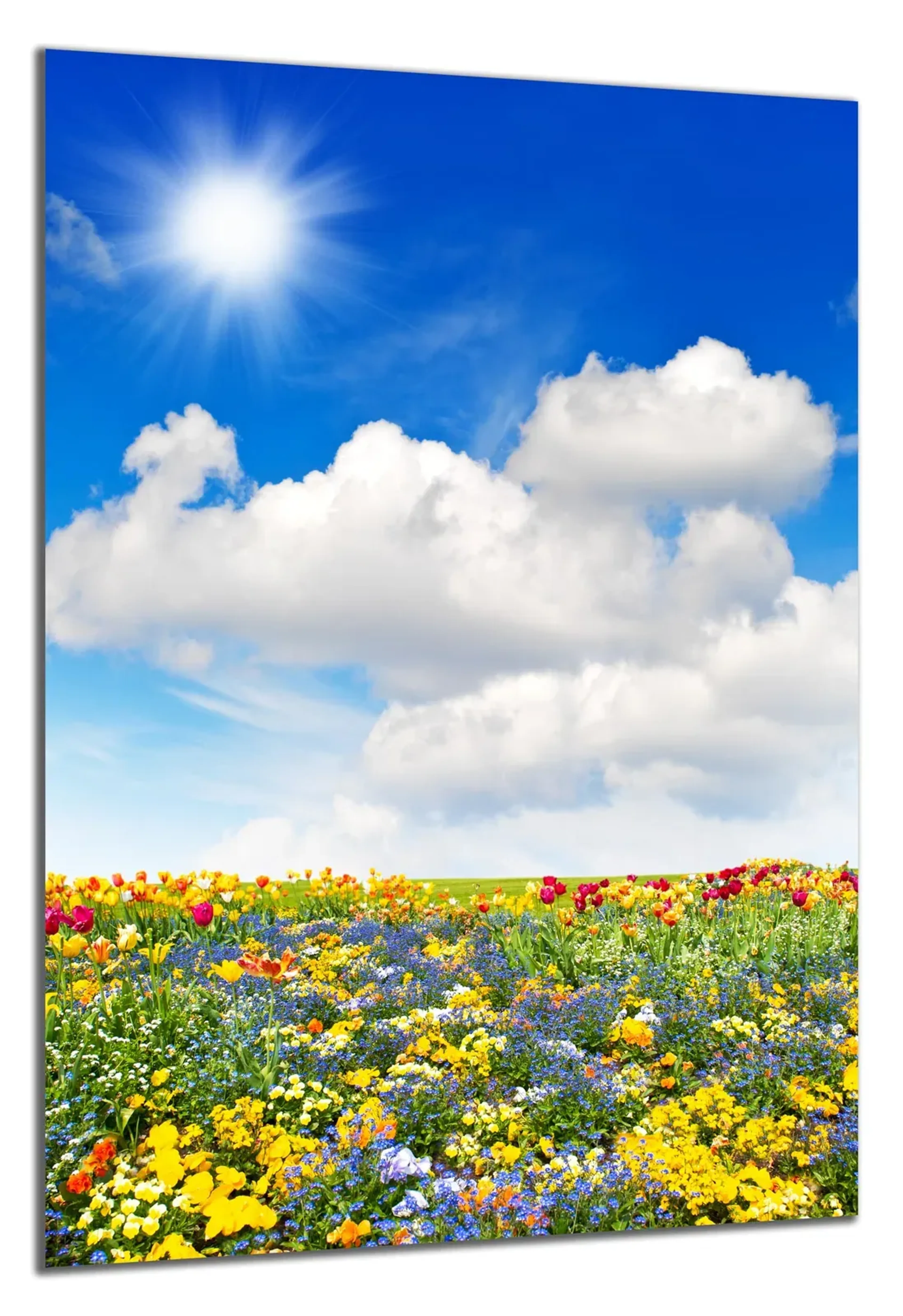 Blumenwiese im Sonnenschein – Ansicht 5