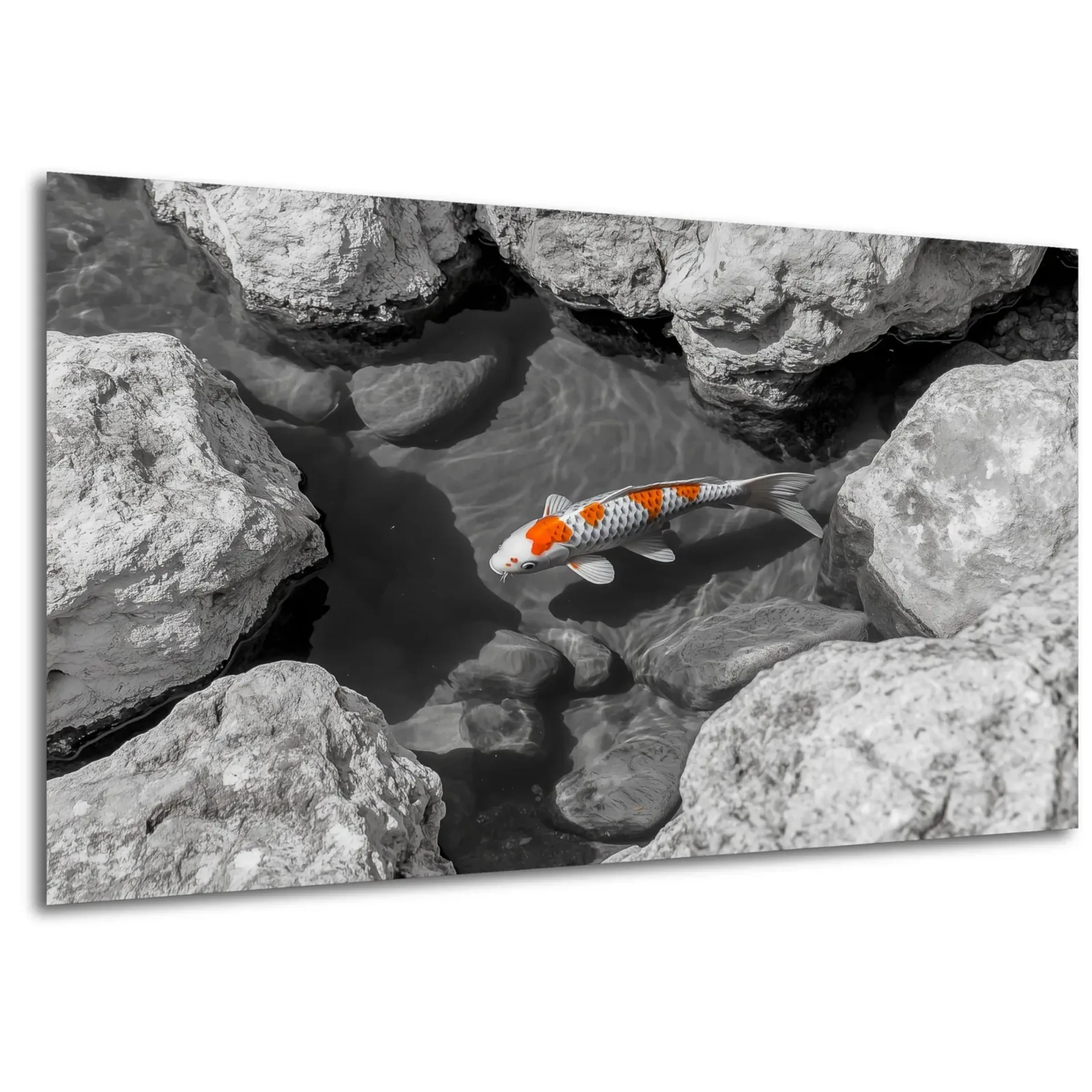 Koi zwischen Felsen – Ansicht 5