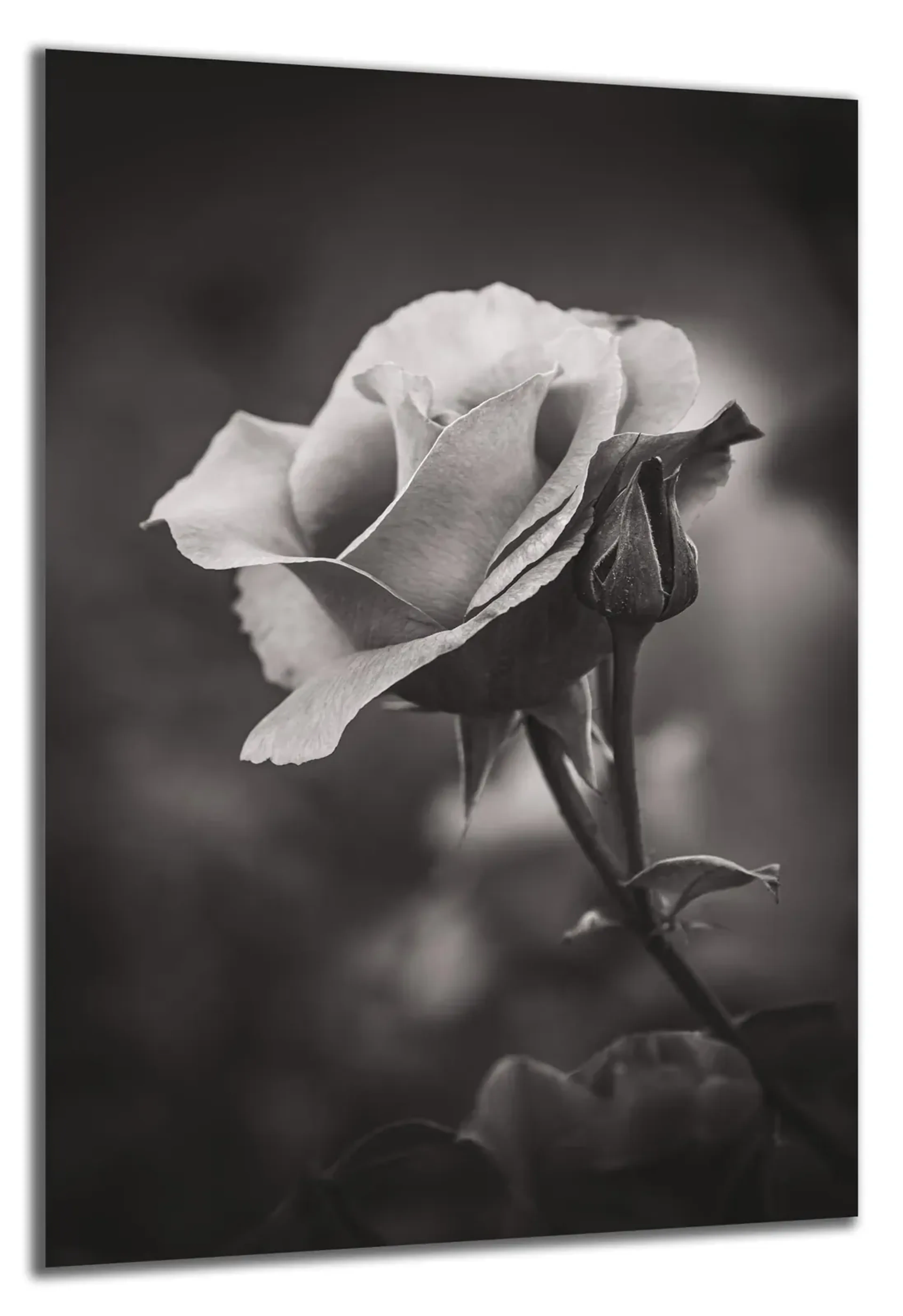 Weiße Rose schwarz weiß – Ansicht 4