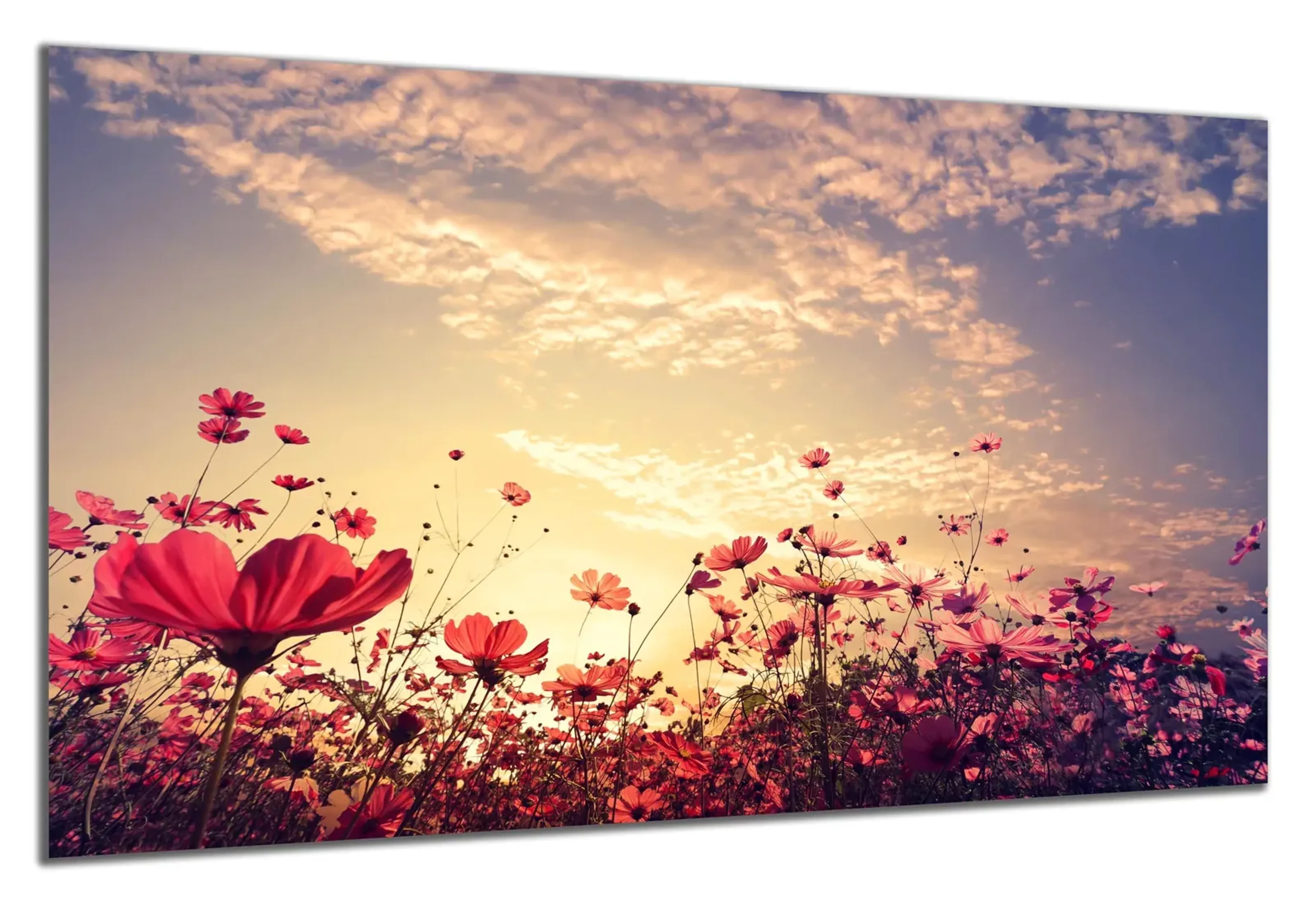 Blumenwiese Abendstimmung – Ansicht 5