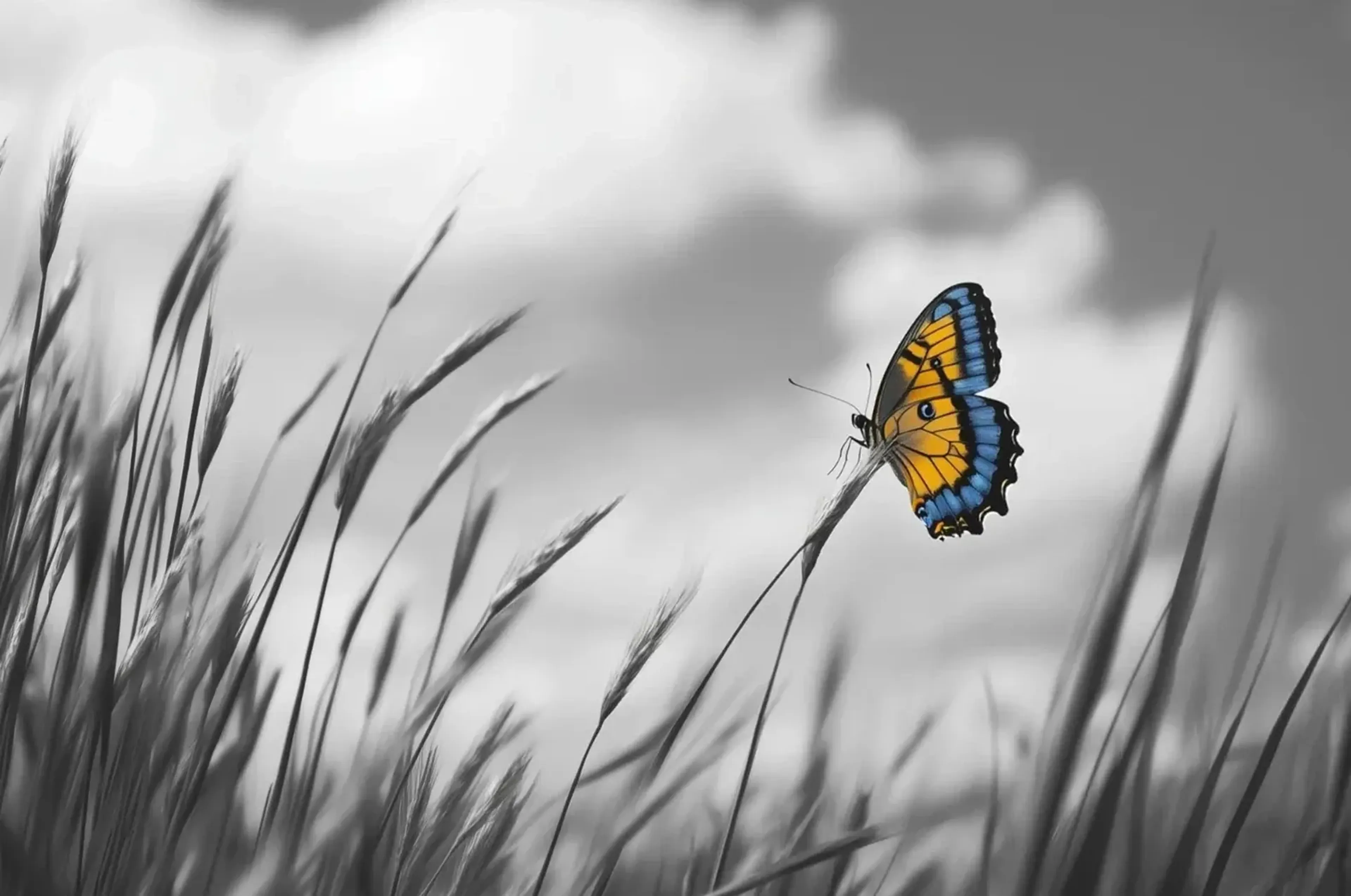 Schmetterling im Gras – Motiv als Wandbild auf Holz