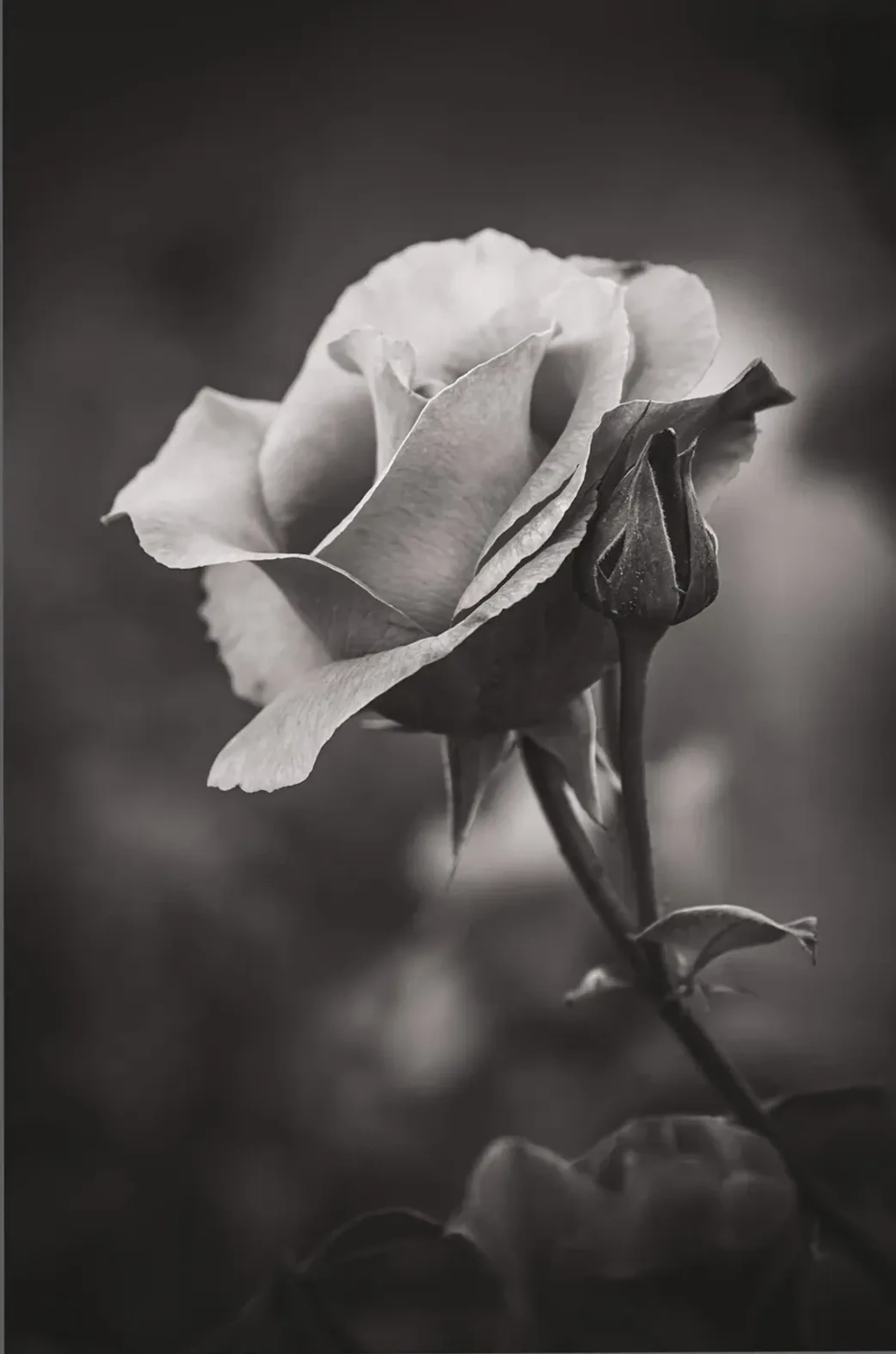 Eine helle Rosenblüte mit geschlossener Knospe vor dunklem, unscharfem Hintergrund in Schwarz-Weiß.