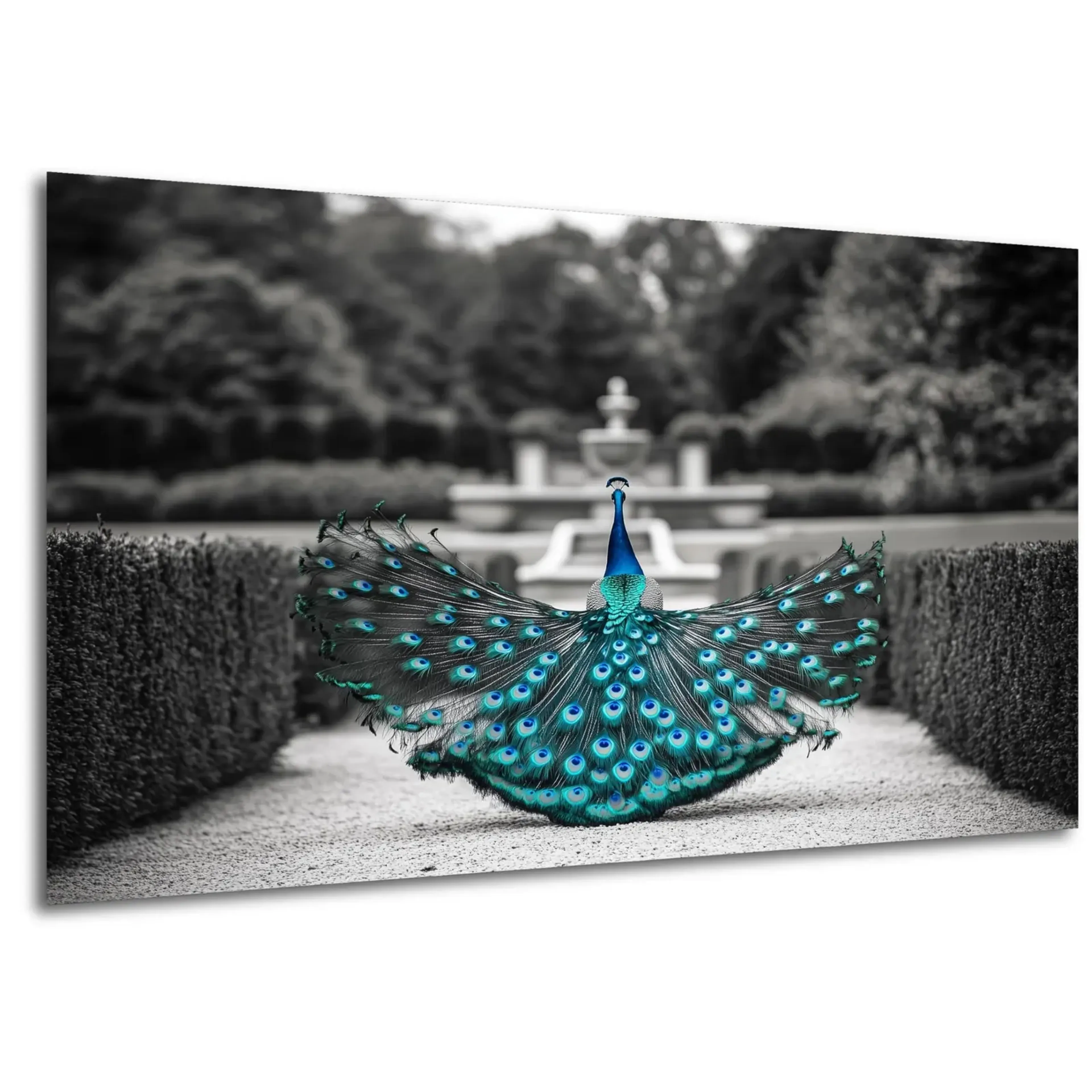 Pfau im Garten – Ansicht 5